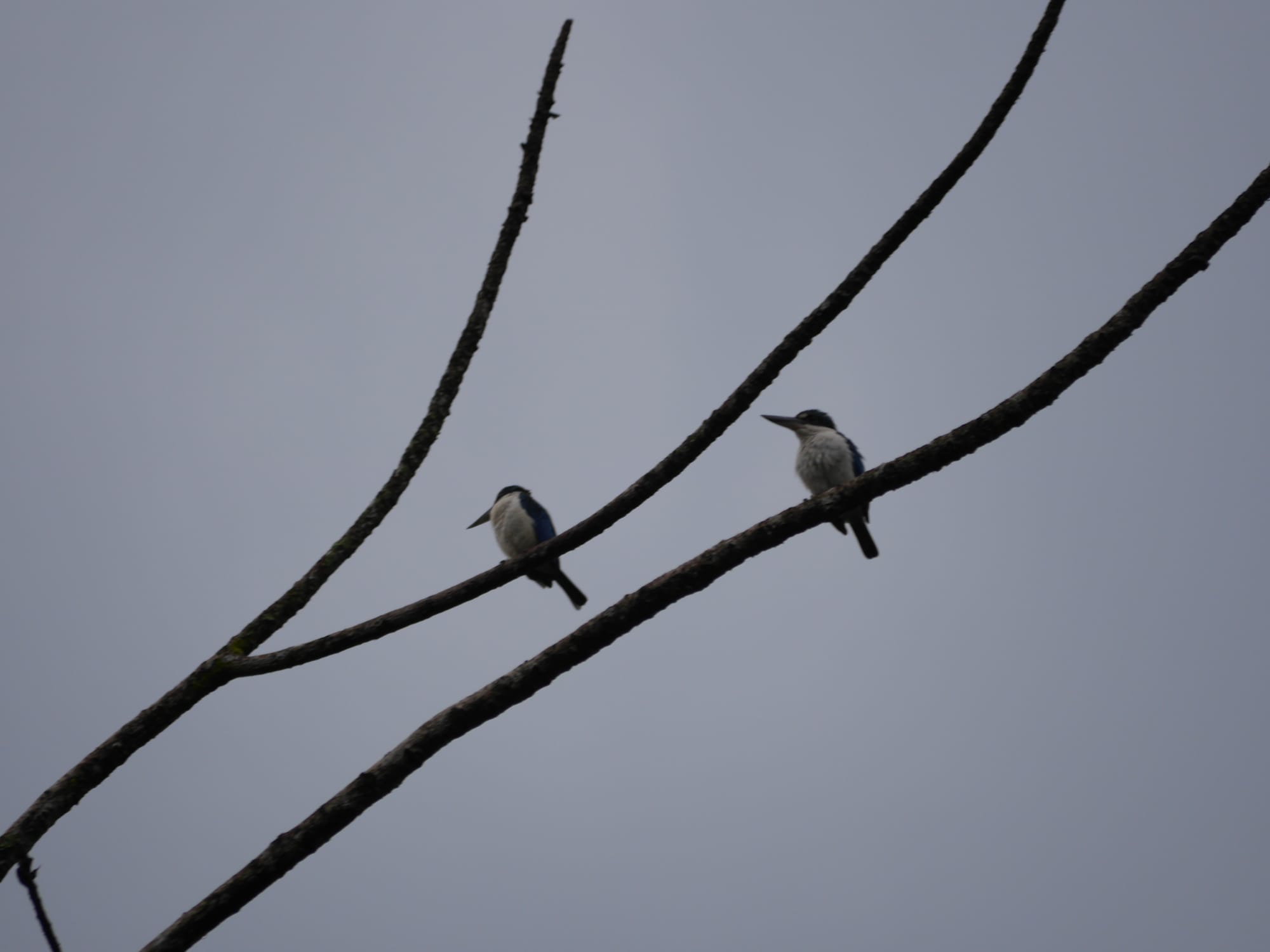Photo by Author — Collared Kingfishers (Todirhamphus chloris)? — Admiralty Park, Woodlands, Singapore