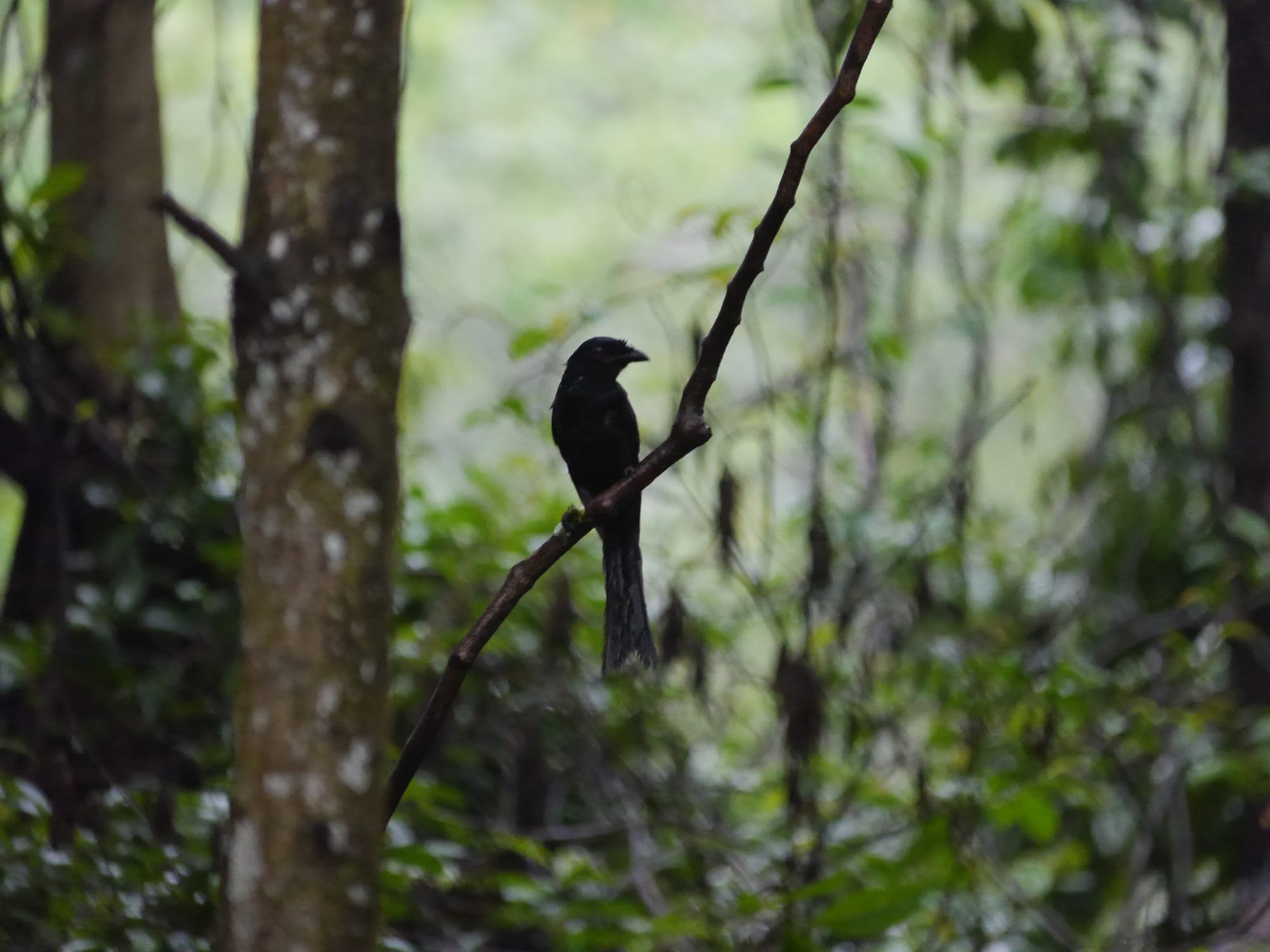 Photo by Author — a bird in silhouette — Admiralty Park, Woodlands, Singapore