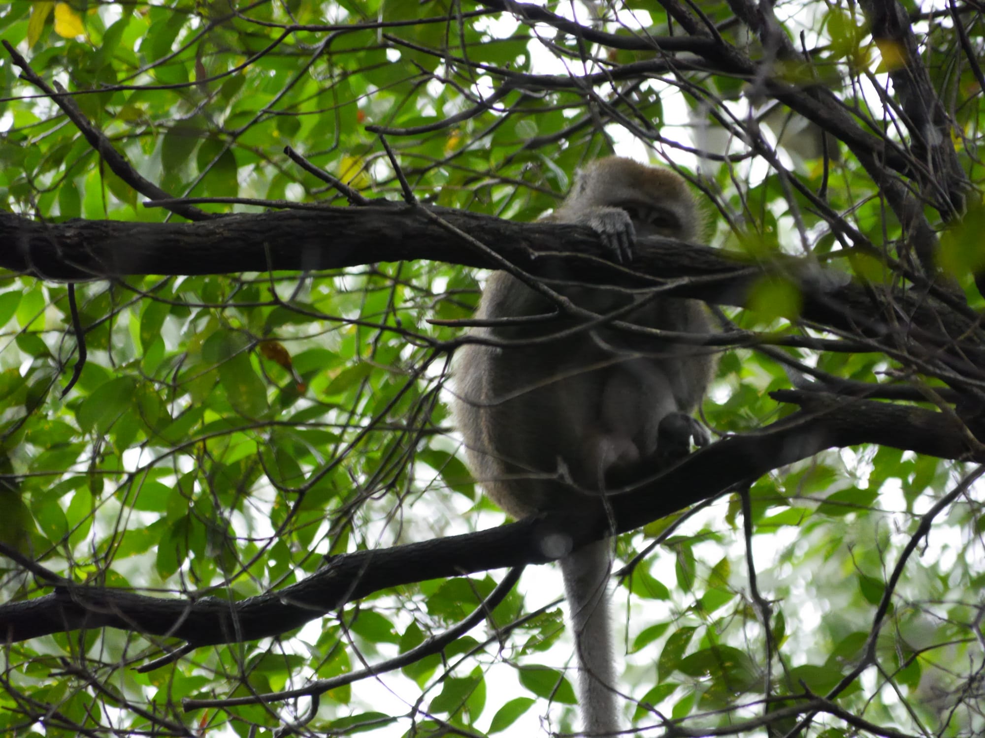 Photo by Author — Long-tailed Macaque (Macaca fascicularis — Admiralty Park, Woodlands, Singapore