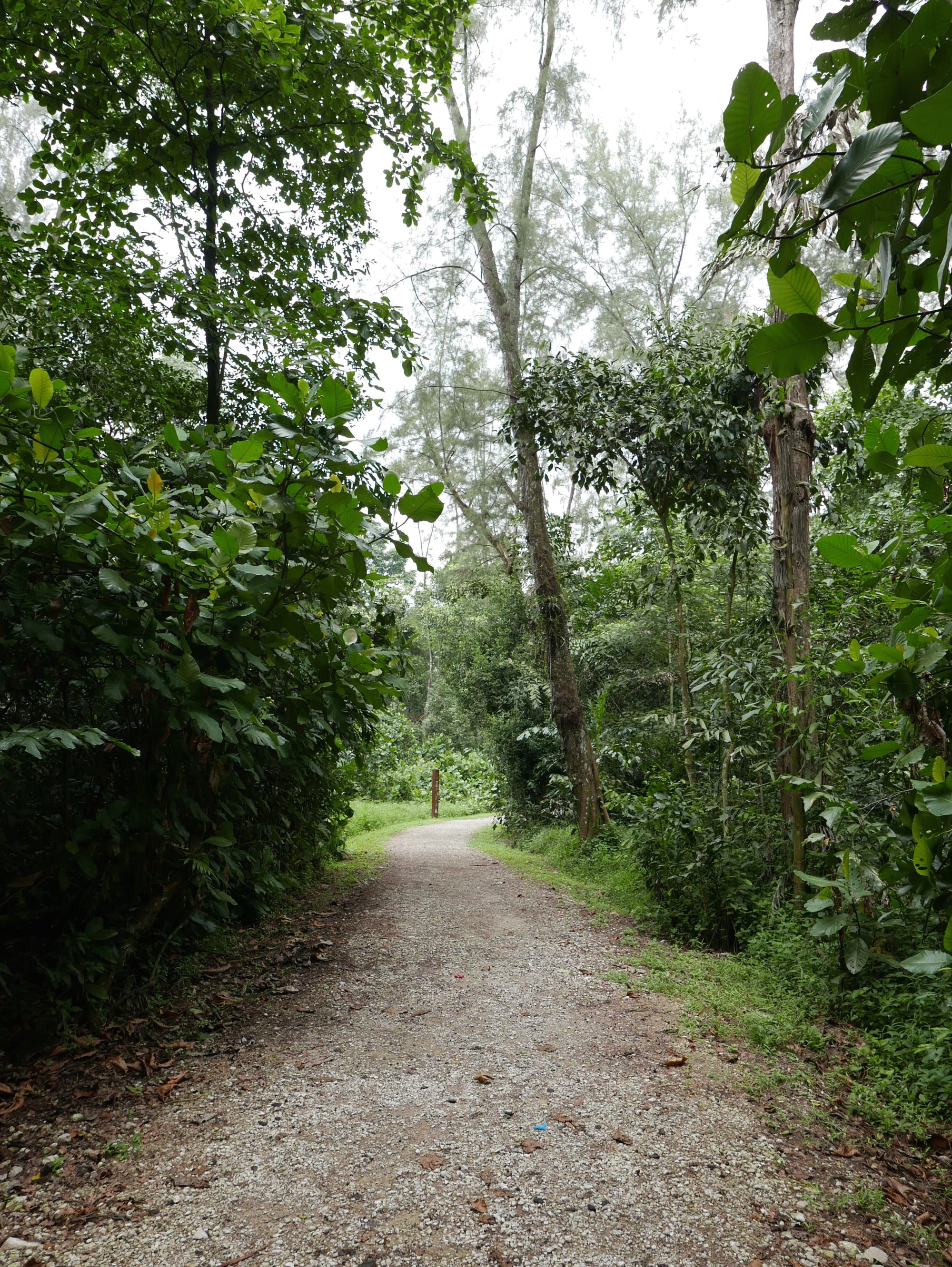 Photo by Author — a path through Sungei Buloh Wetland Reserve, Singapore