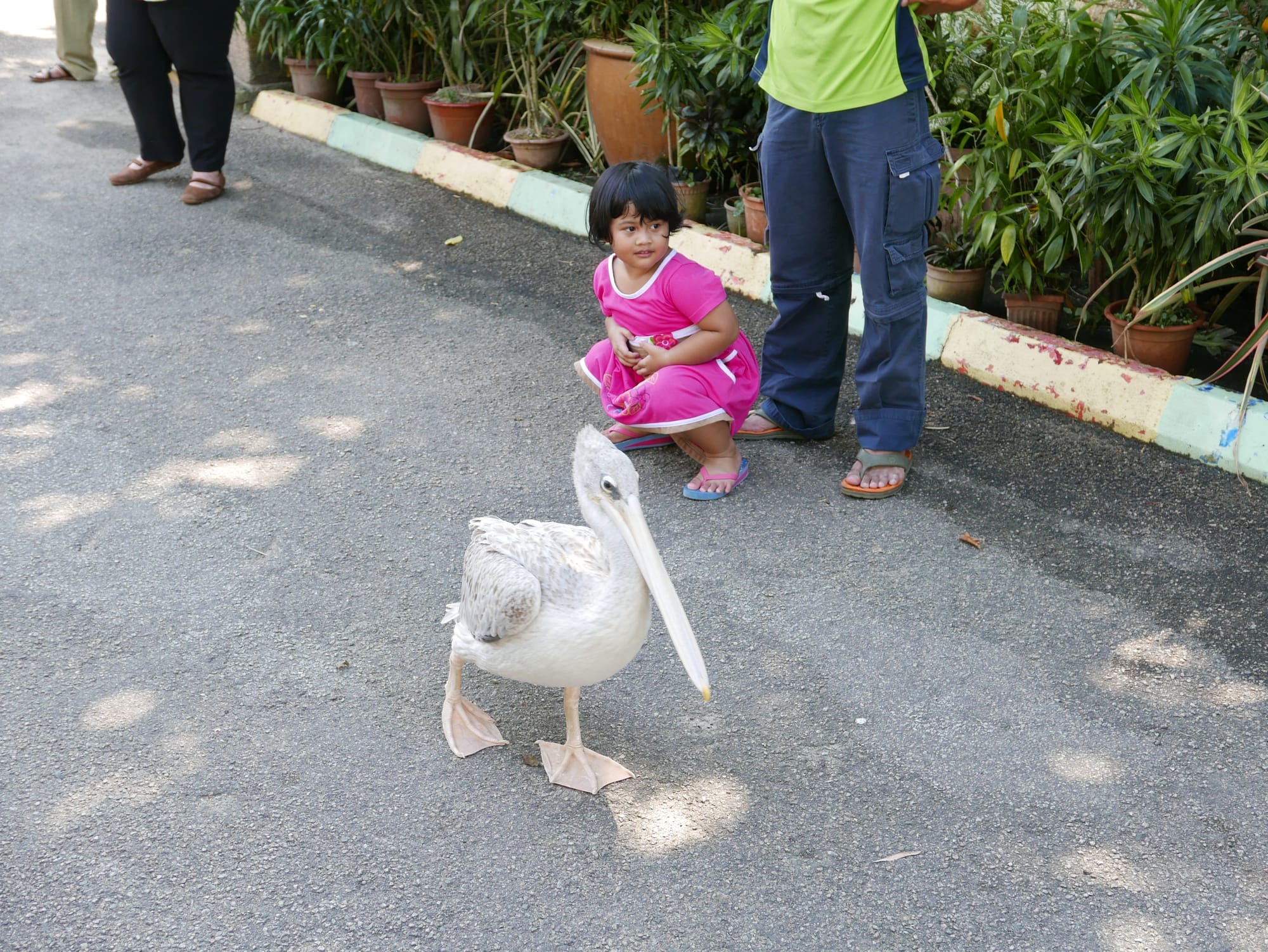 Photo by Author — wandering pelican — The Zoo, Johor Bahru, Johor, Malaysia