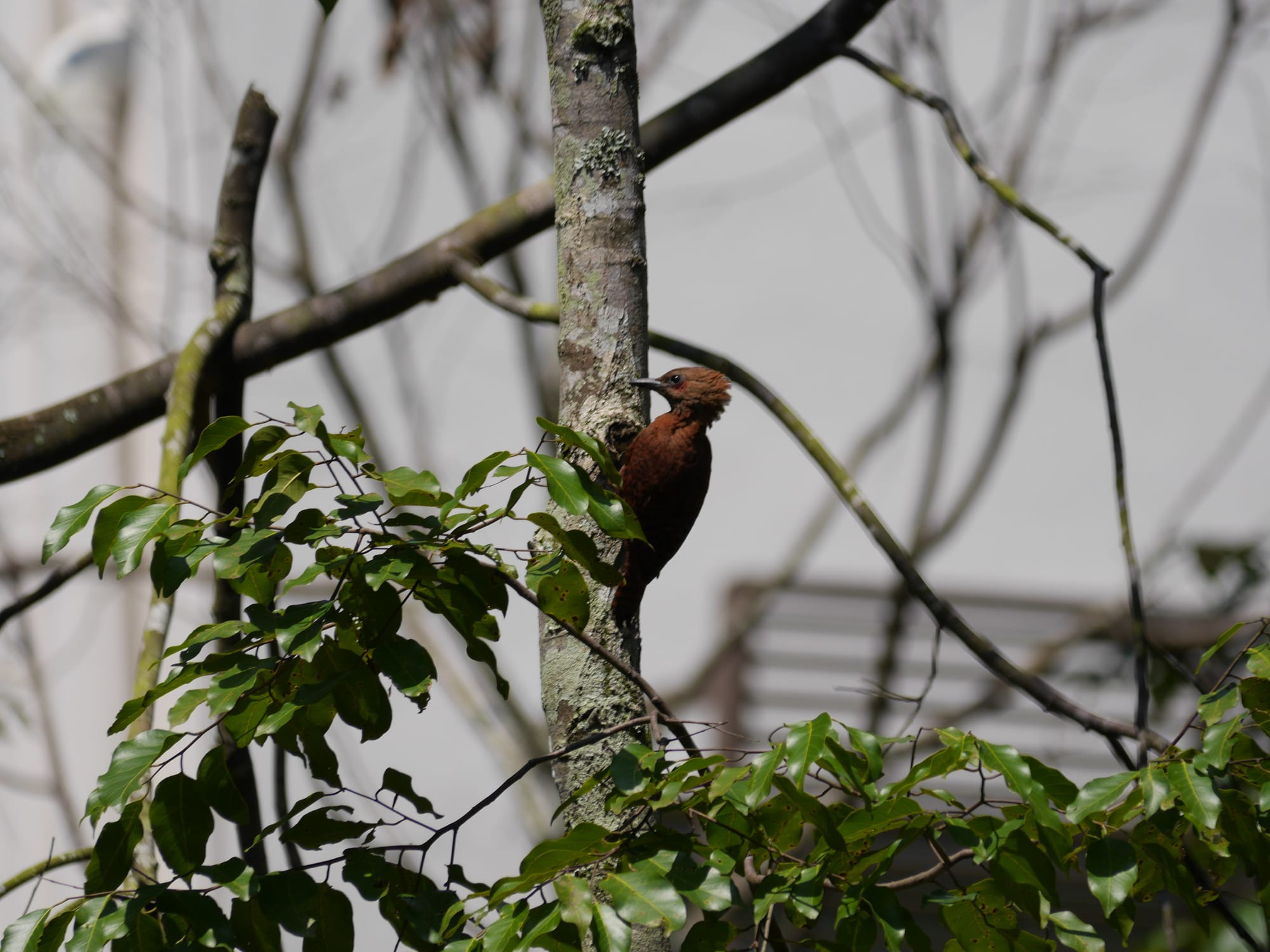 Photo by Author — Rufous Woodpecker (Micropternus brachyurus).