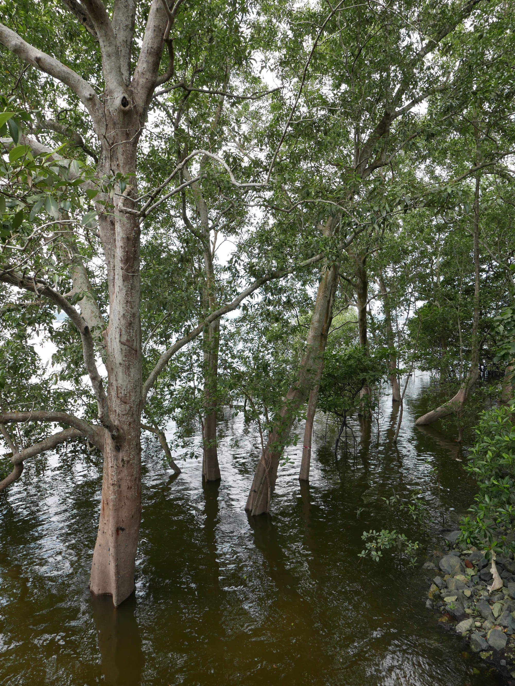 Photo by Author — Mangrove Swamp — Sungei Buloh Wetland Reserve, Singapore