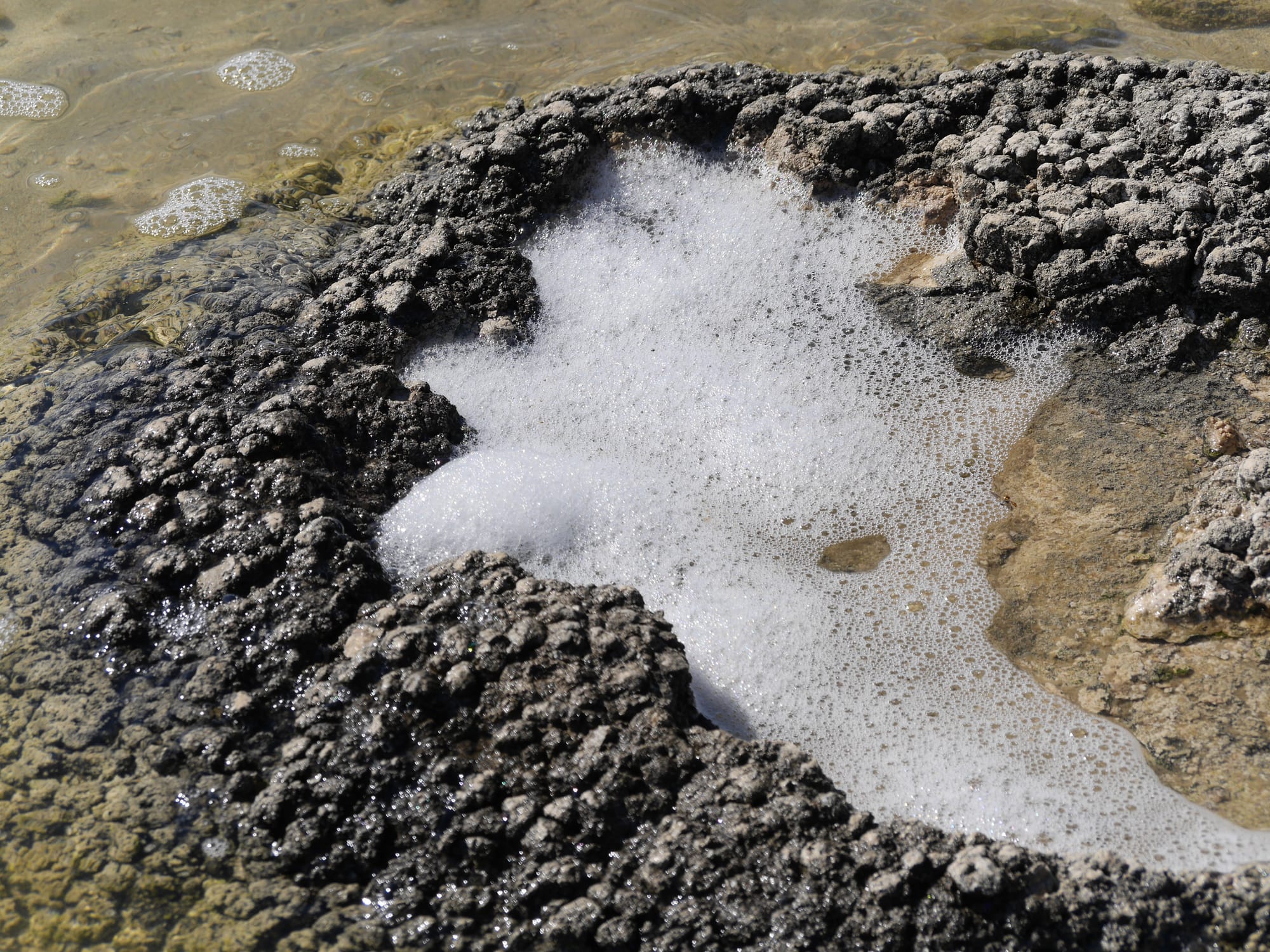 Photo by Author — Stromatolites and Thrombolites at Lake Thetis, Cervantes, WA 6511, Australia