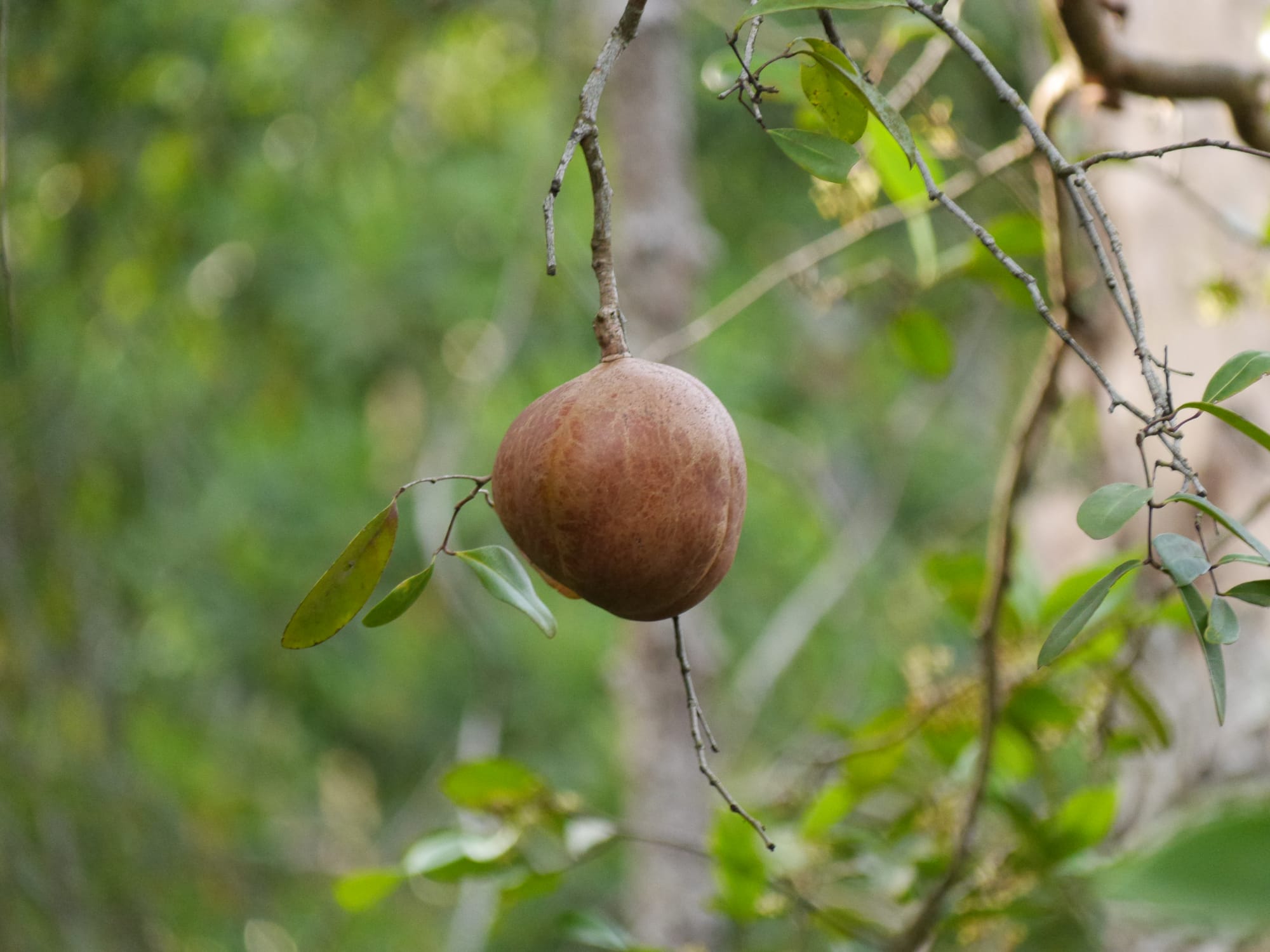 Photo by Author — strange fruit — Sungei Buloh Wetland Reserve, Singapore