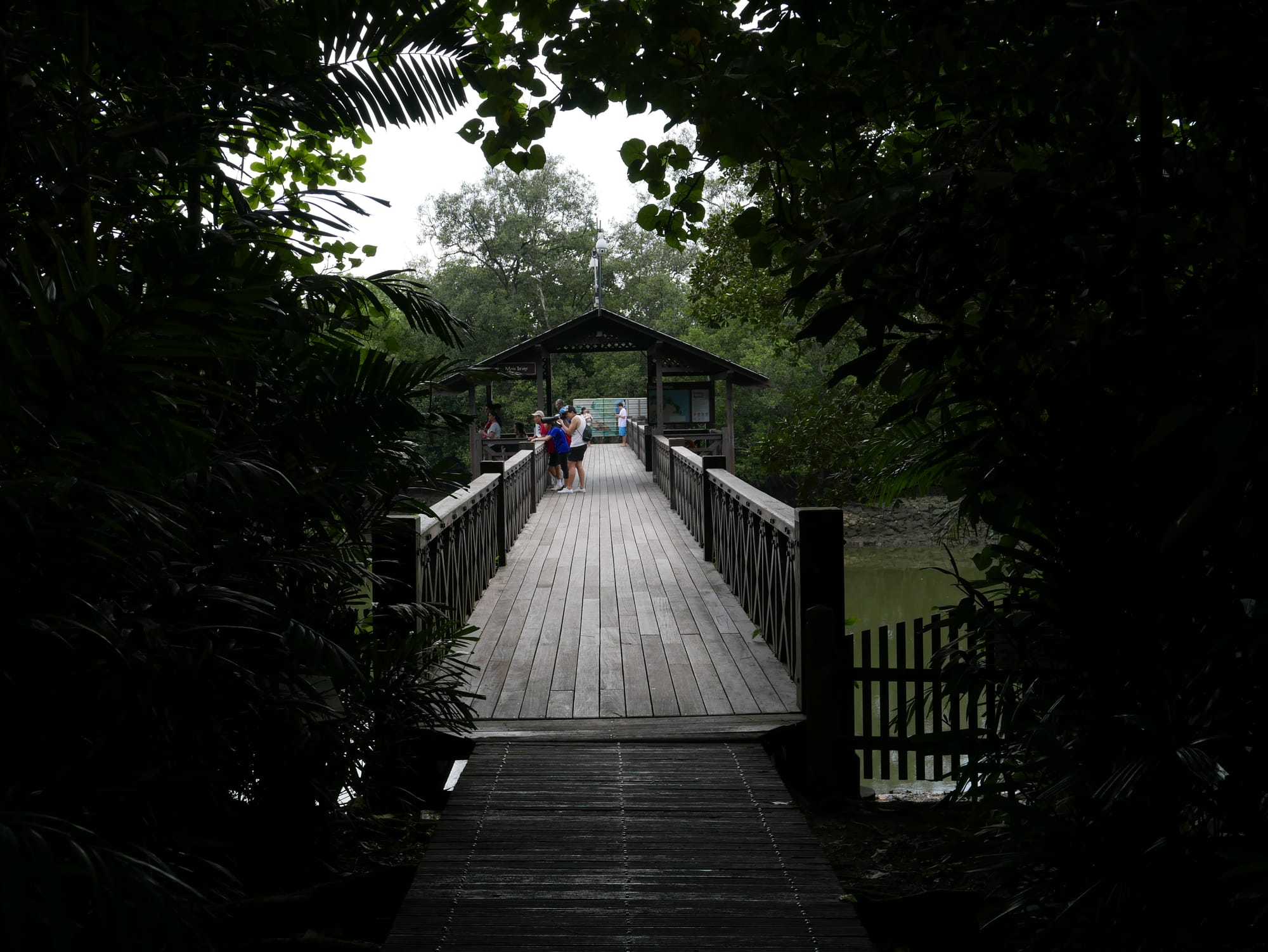 Photo by Author — Sungei Buloh Wetland Reserve, Singapore