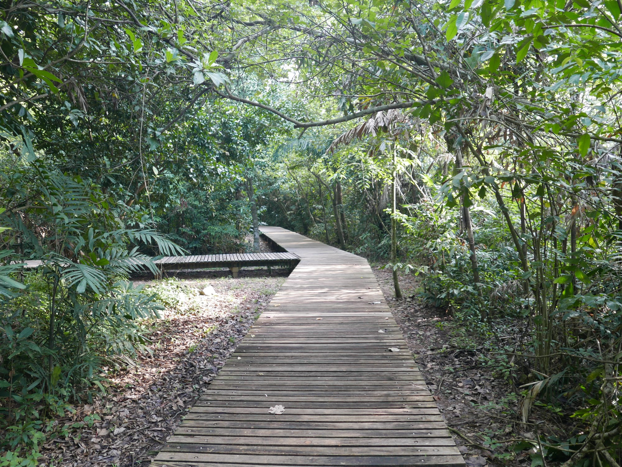 Photo by Author — walkway — Sungei Buloh Wetland Reserve, Singapore