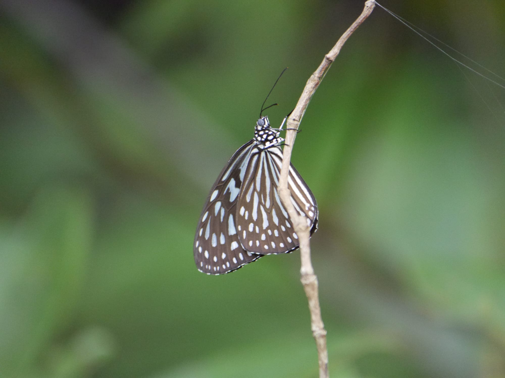 Photo by Author — butterfly — Sungei Buloh Wetland Reserve, Singapore