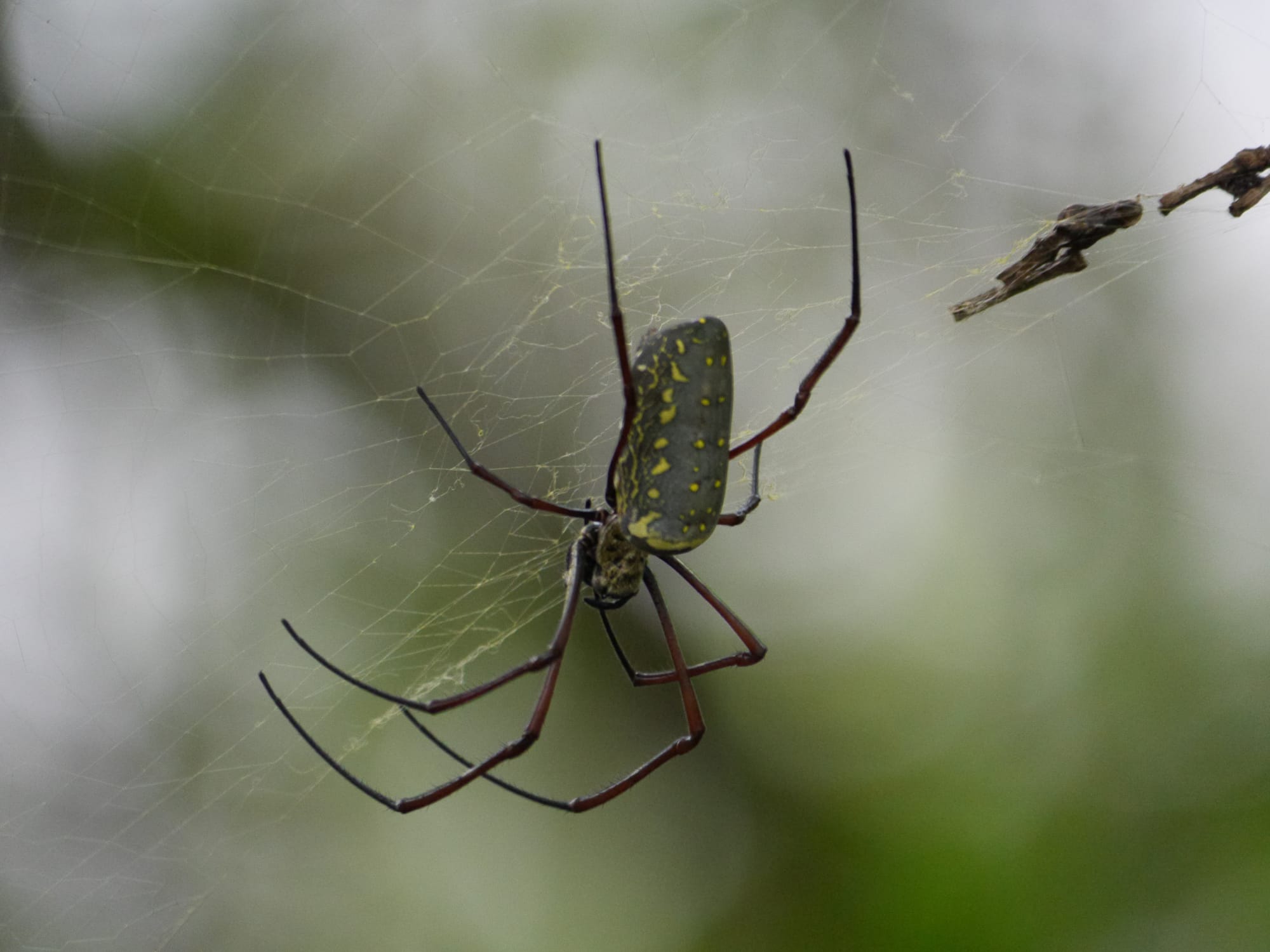 Photo by Author — Golden Orb Spider (Nephila pilipes) — Sungei Buloh Wetland Reserve, Singapore