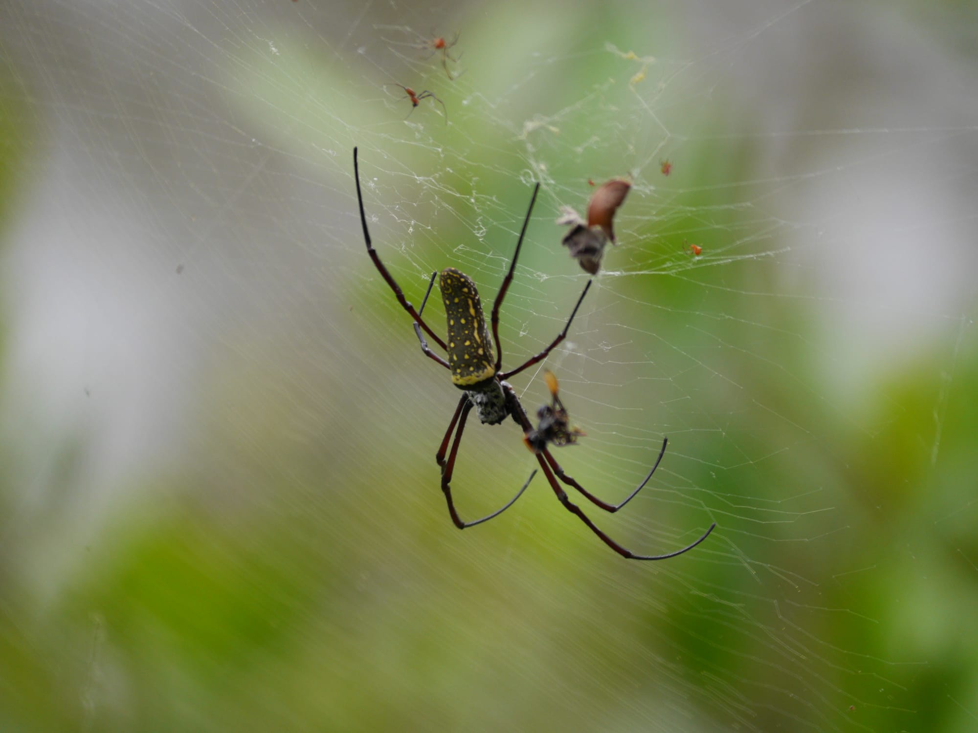 Photo by Author — Golden Orb Spider (Nephila pilipes) — Sungei Buloh Wetland Reserve, Singapore