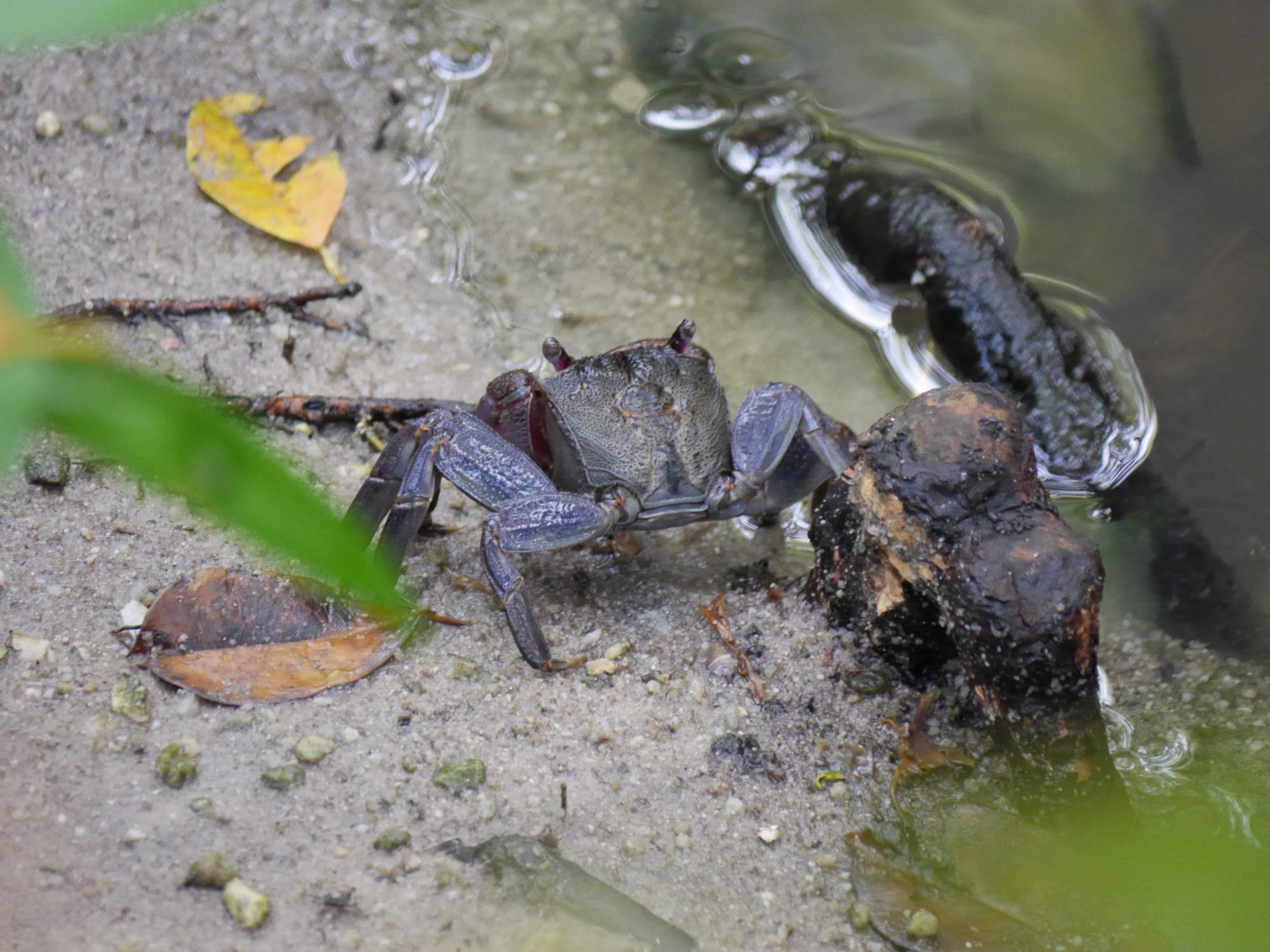 Photo by Author — crabs — Sungei Buloh Wetland Reserve, Singapore
