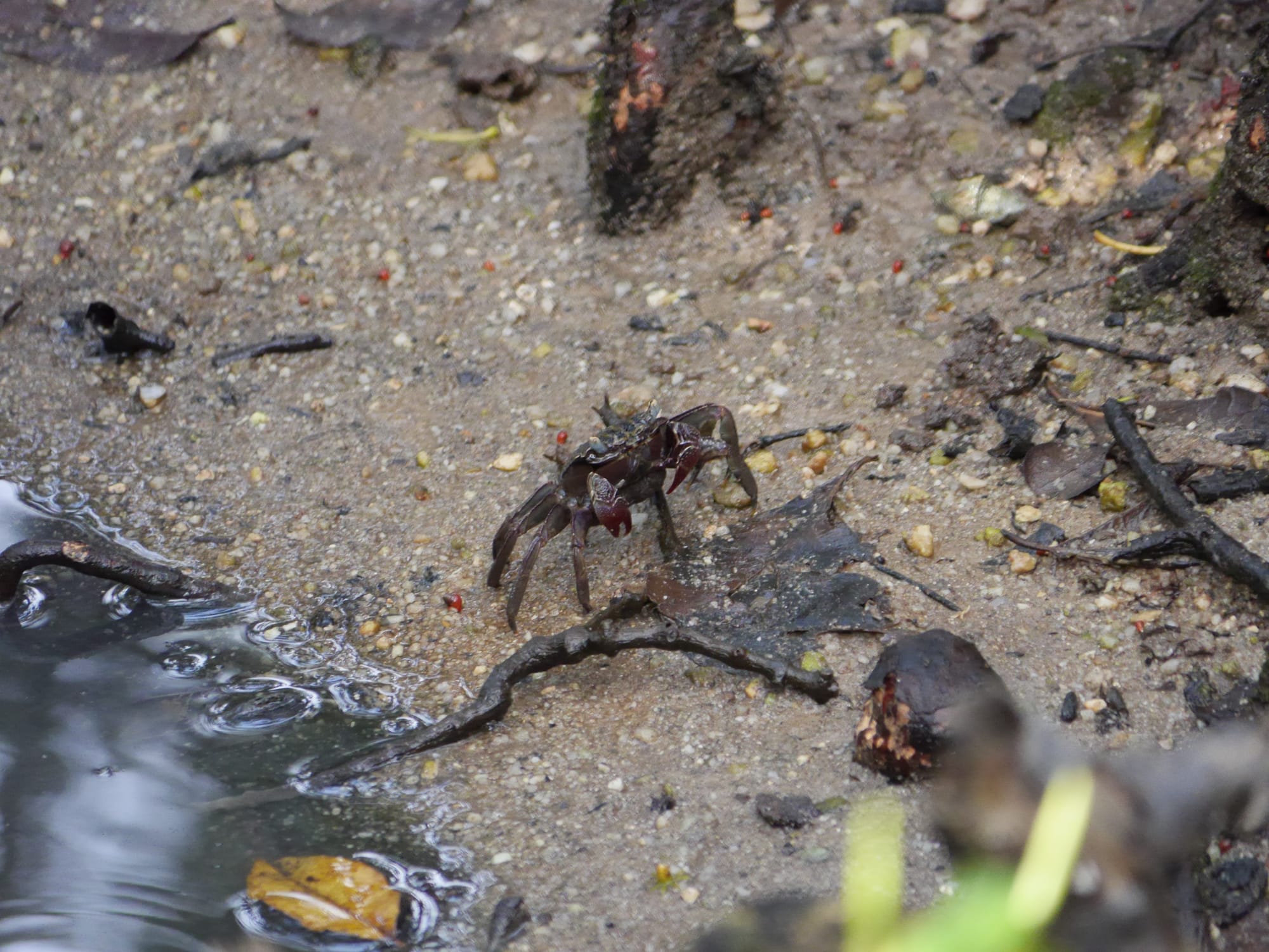 Photo by Author — crabs — Sungei Buloh Wetland Reserve, Singapore