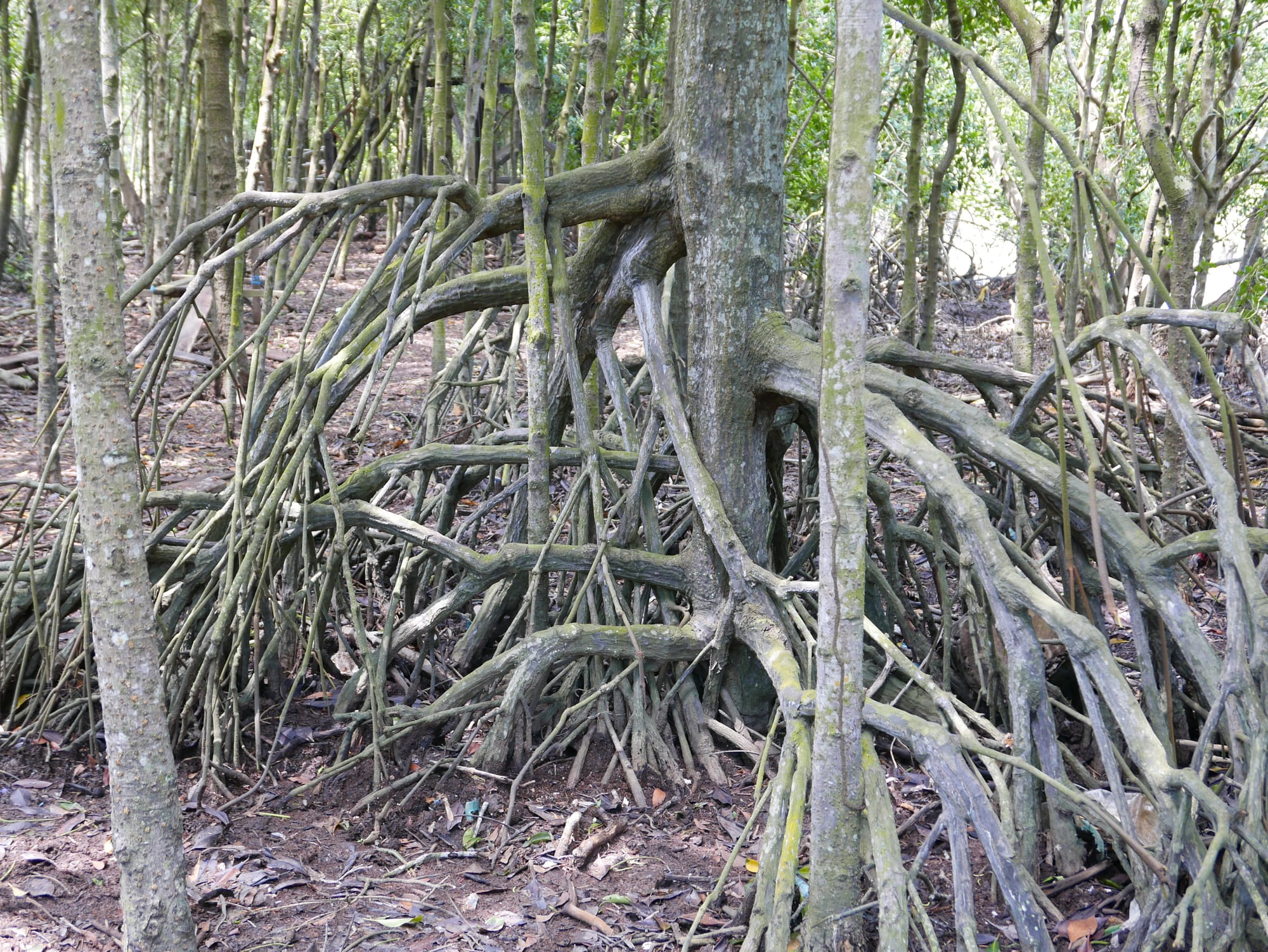 Photo by Author — mangrove tree roots — Tanjung Piai National Park