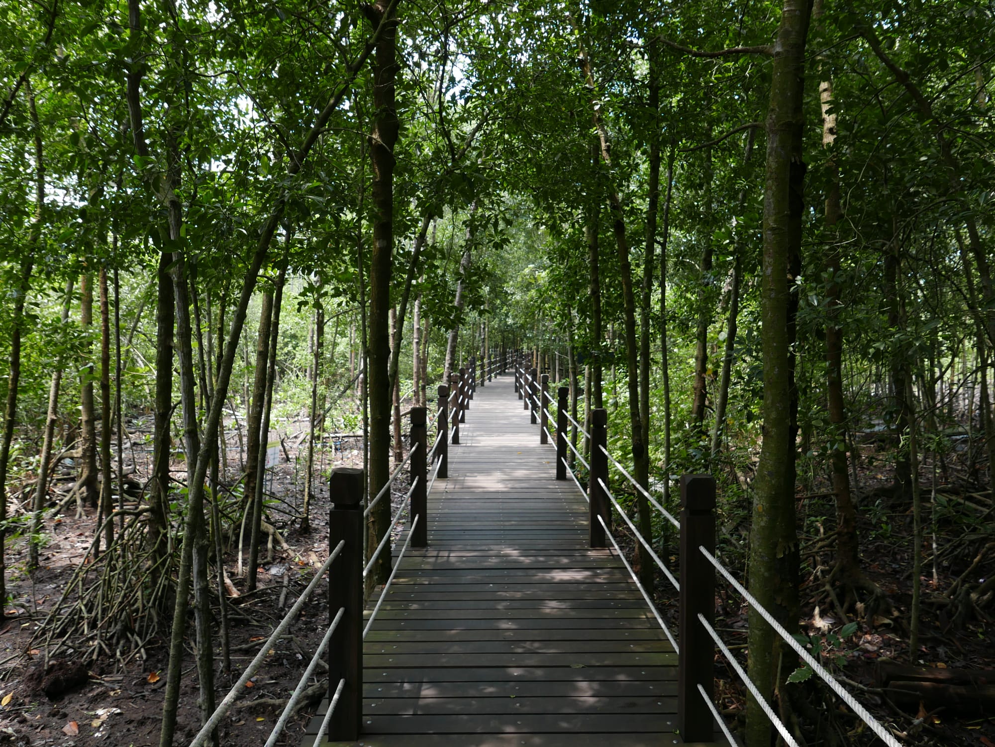 Photo by Author — Tanjung Piai National Park