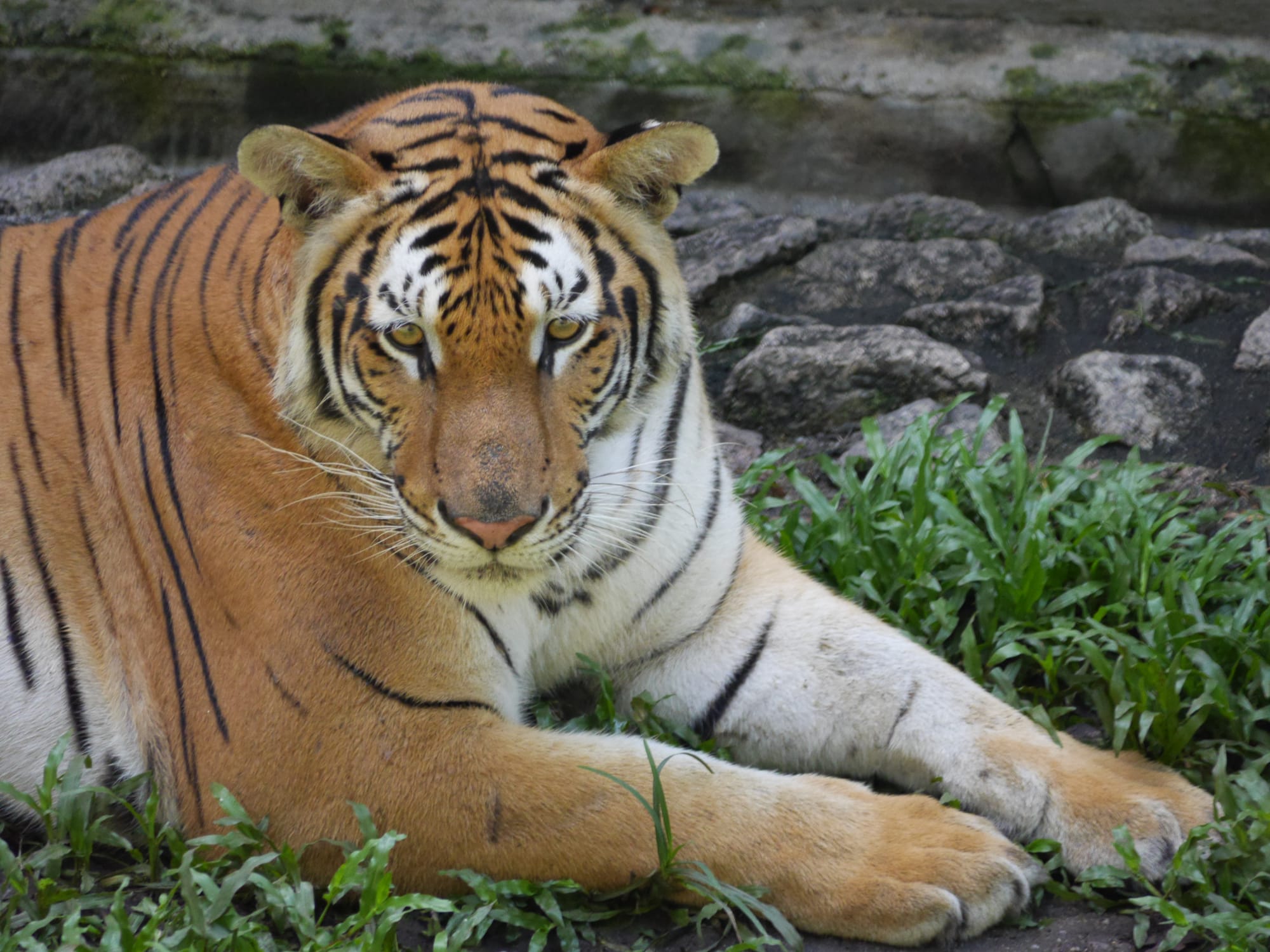 Photo by Author — tigers — The Zoo, Johor Bahru, Johor, Malaysia