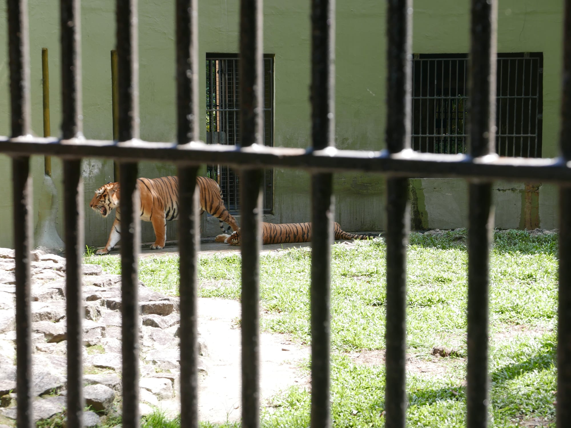 Photo by Author — tigers — The Zoo, Johor Bahru, Johor, Malaysia