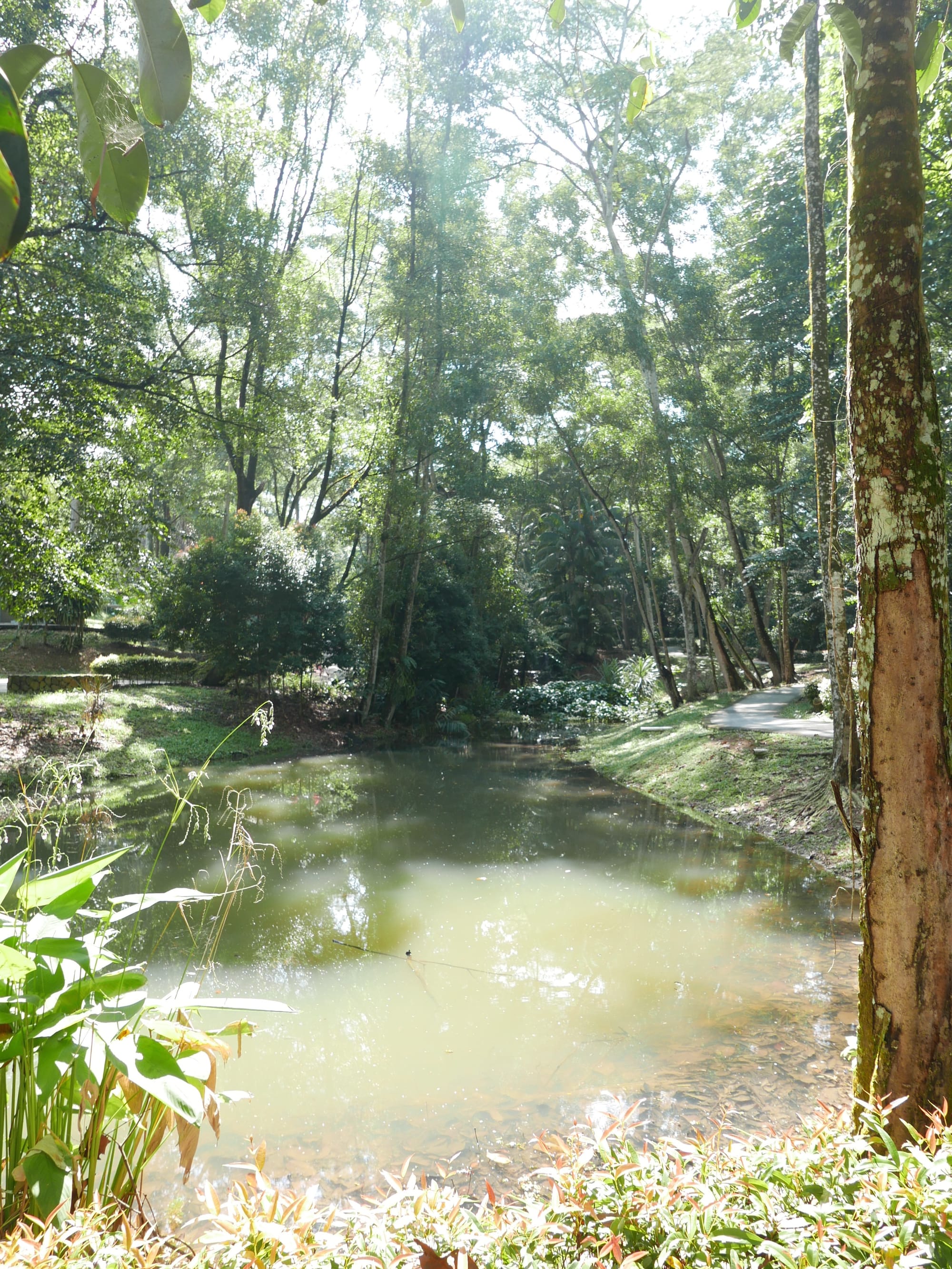 Photo by Author — wild-life pond — Hutan Bandar, Johor Bahru, Johor, Malaysia