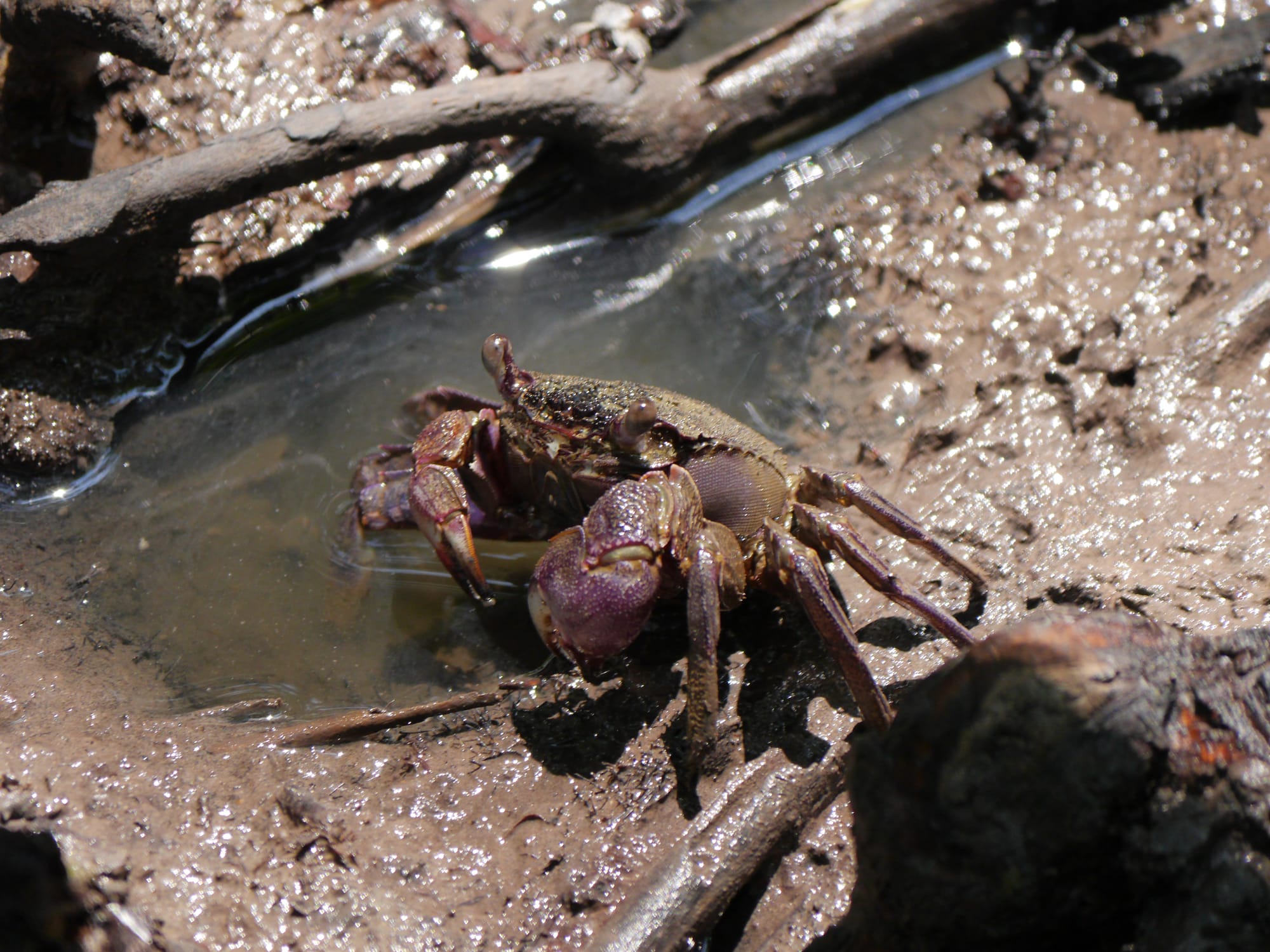 Photo by Author — crab — Tanjung Piai National Park