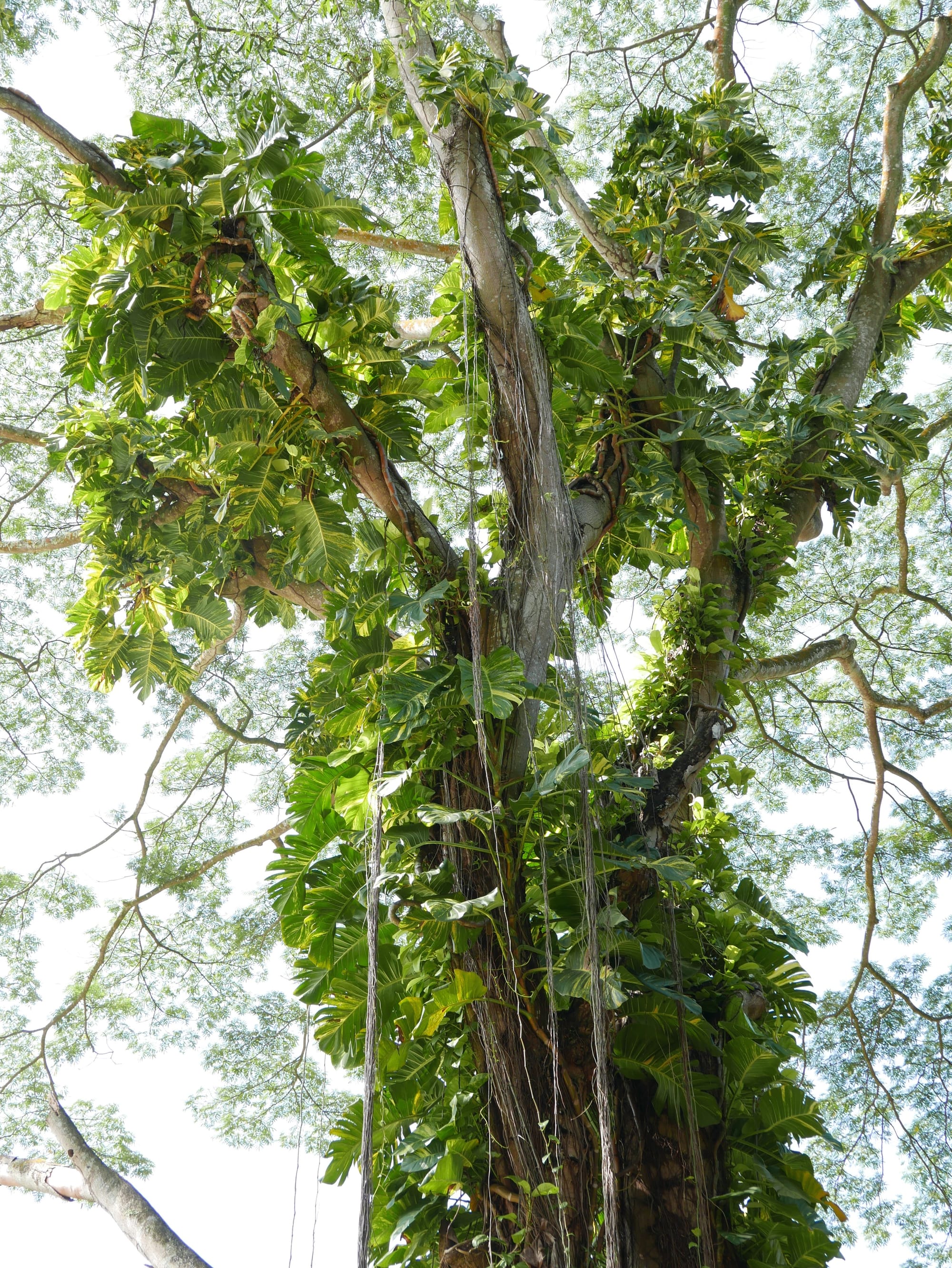 Photo by Author — tree — Hutan Bandar, Johor Bahru, Johor, Malaysia