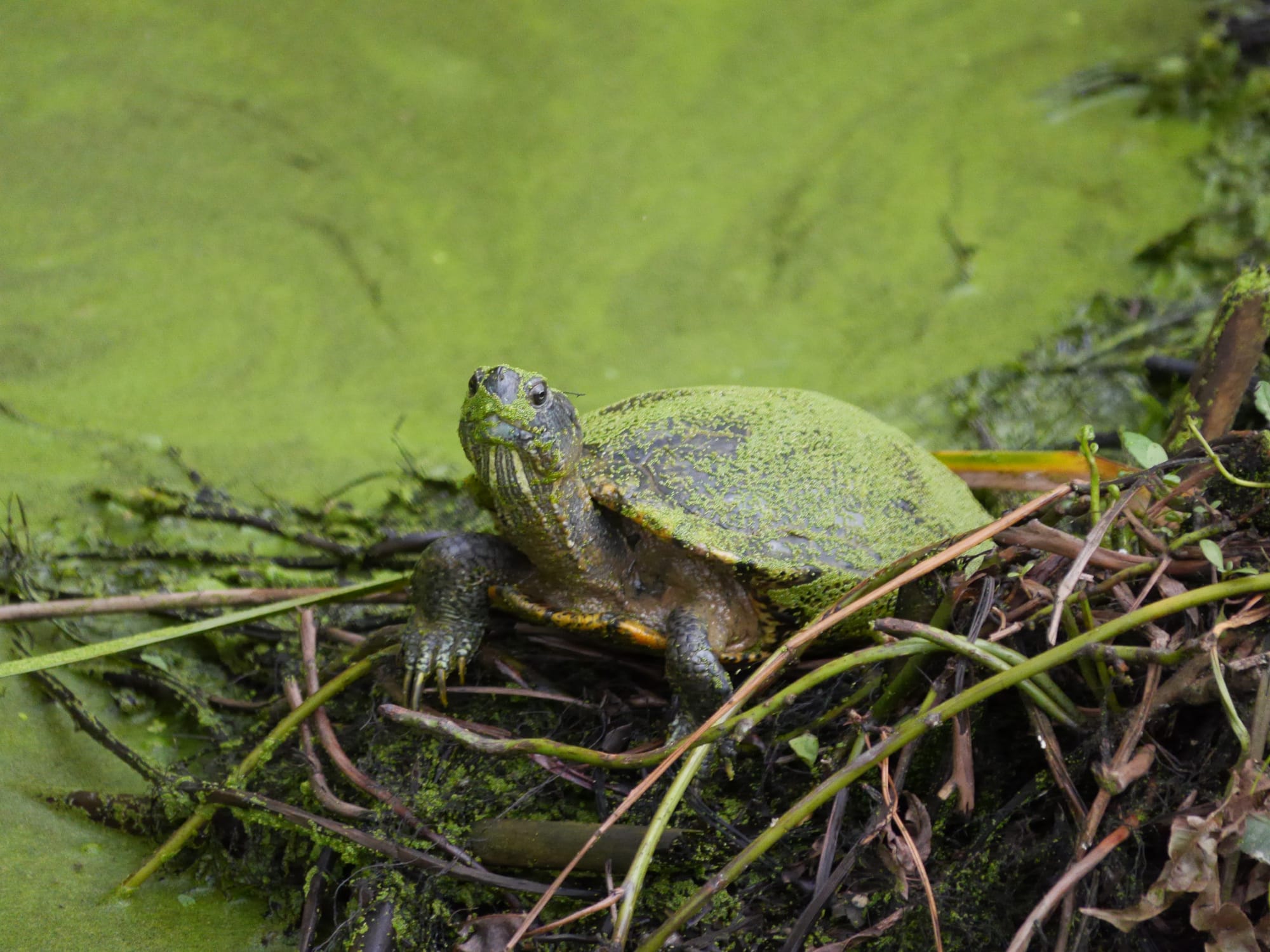 Photo by Author — turtles — Sungei Buloh Wetland Reserve, Singapore