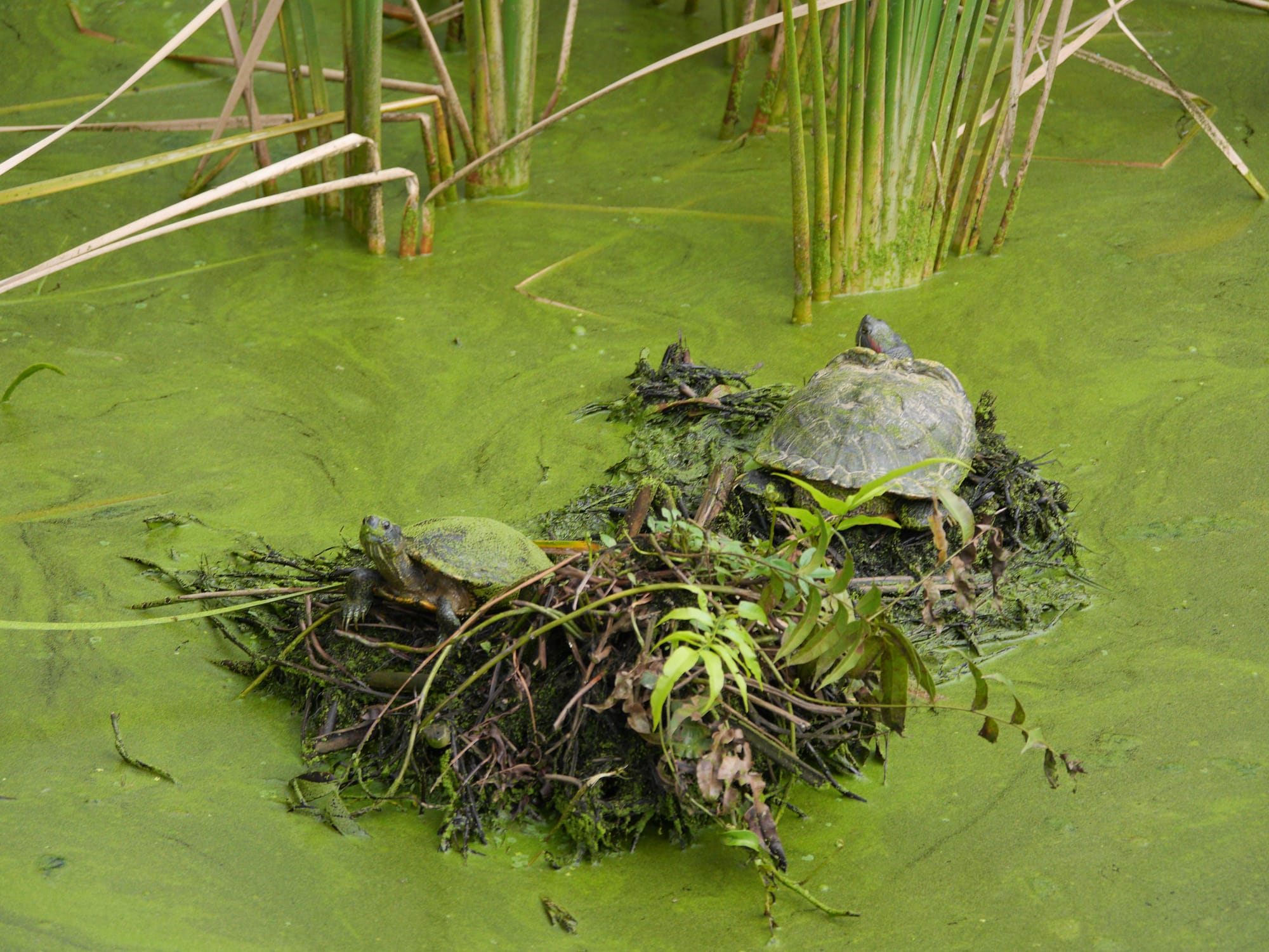 Photo by Author — turtles — Sungei Buloh Wetland Reserve, Singapore