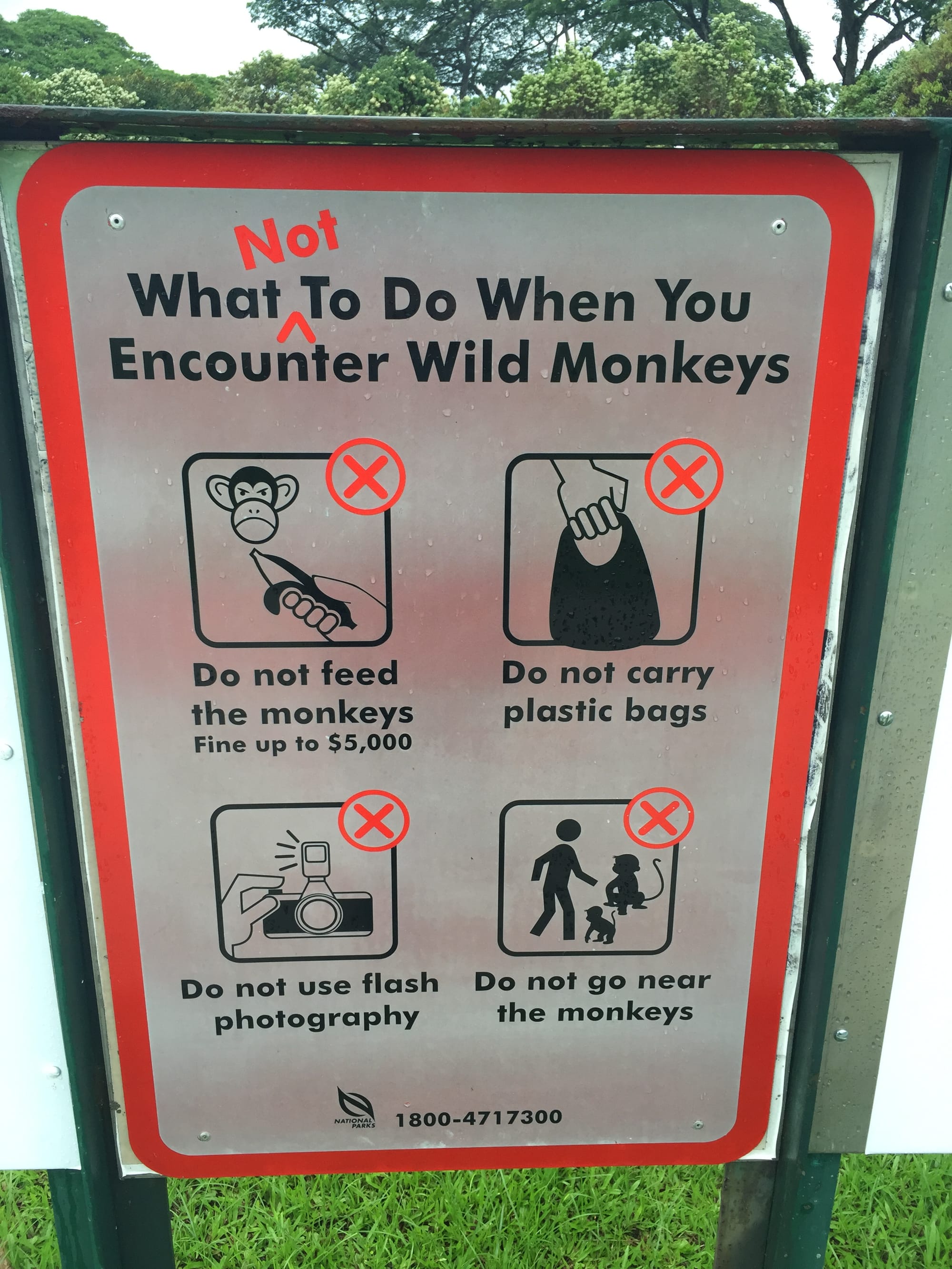 Photo by Author — what not to do if you meet a monkey — Admiralty Park, Woodlands, Singapore
