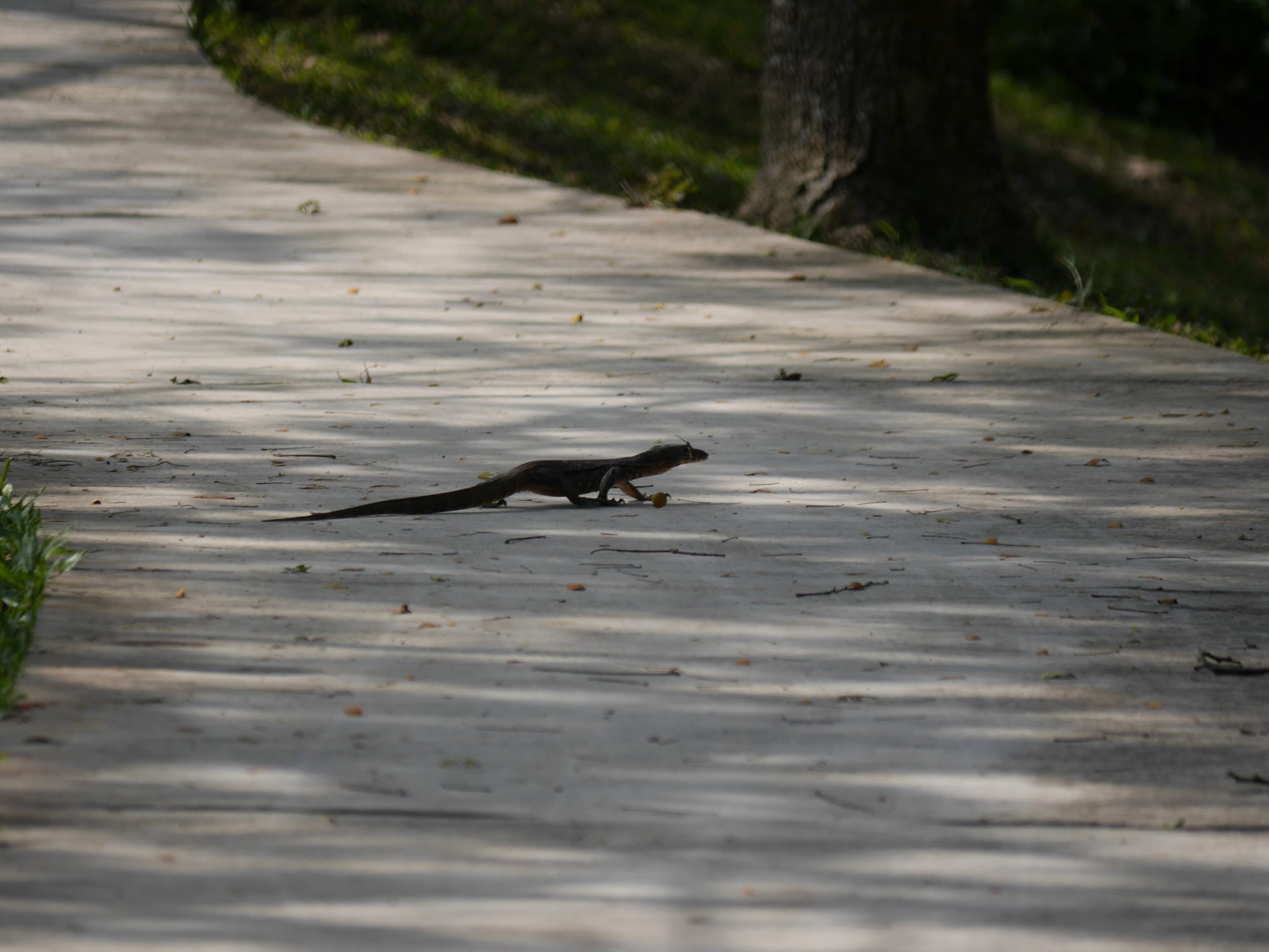 Photo by Author — a baby Monitor Lizard (Varanus spp)