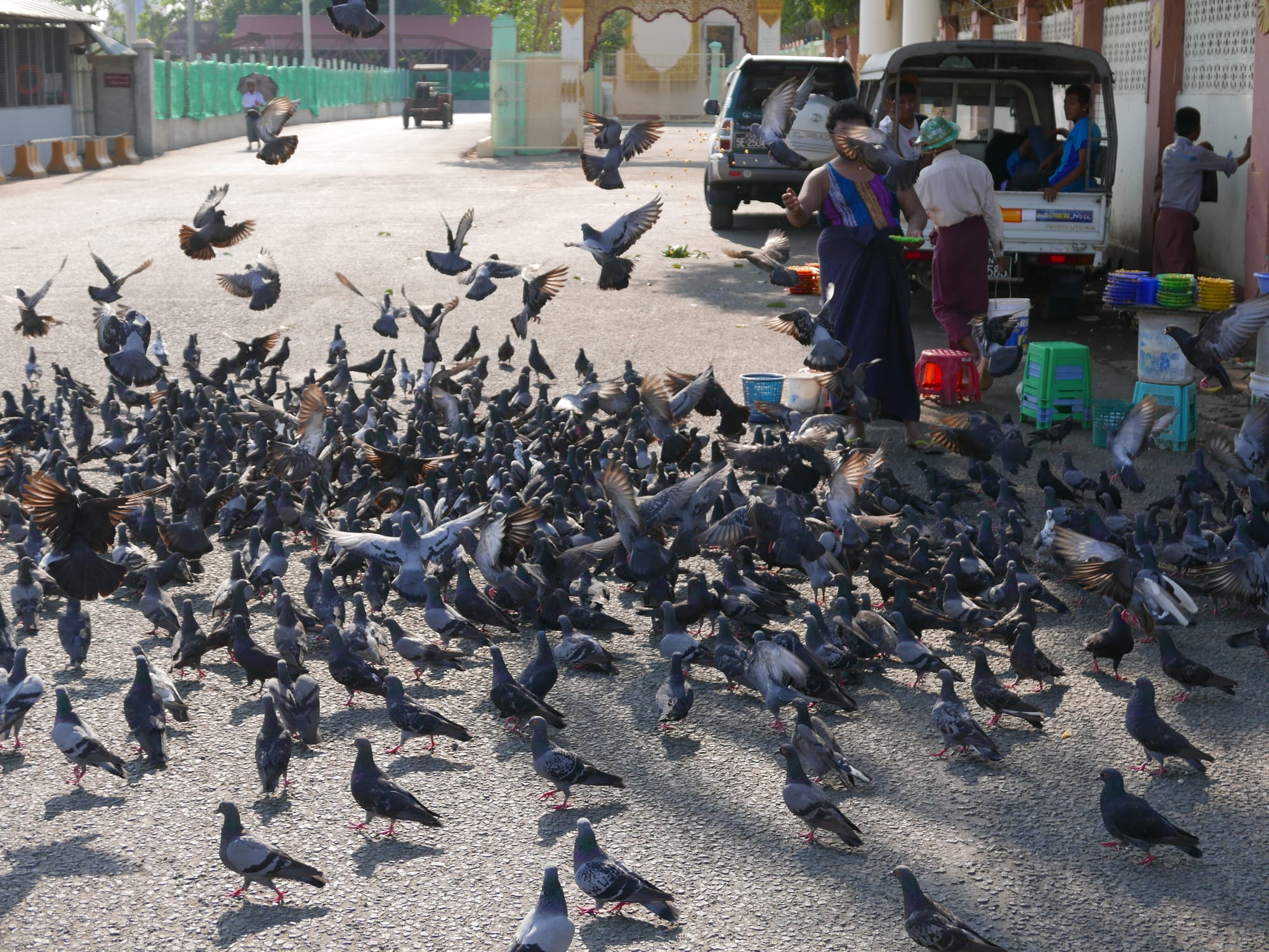 Photo by Author — the pigeons of Yangon