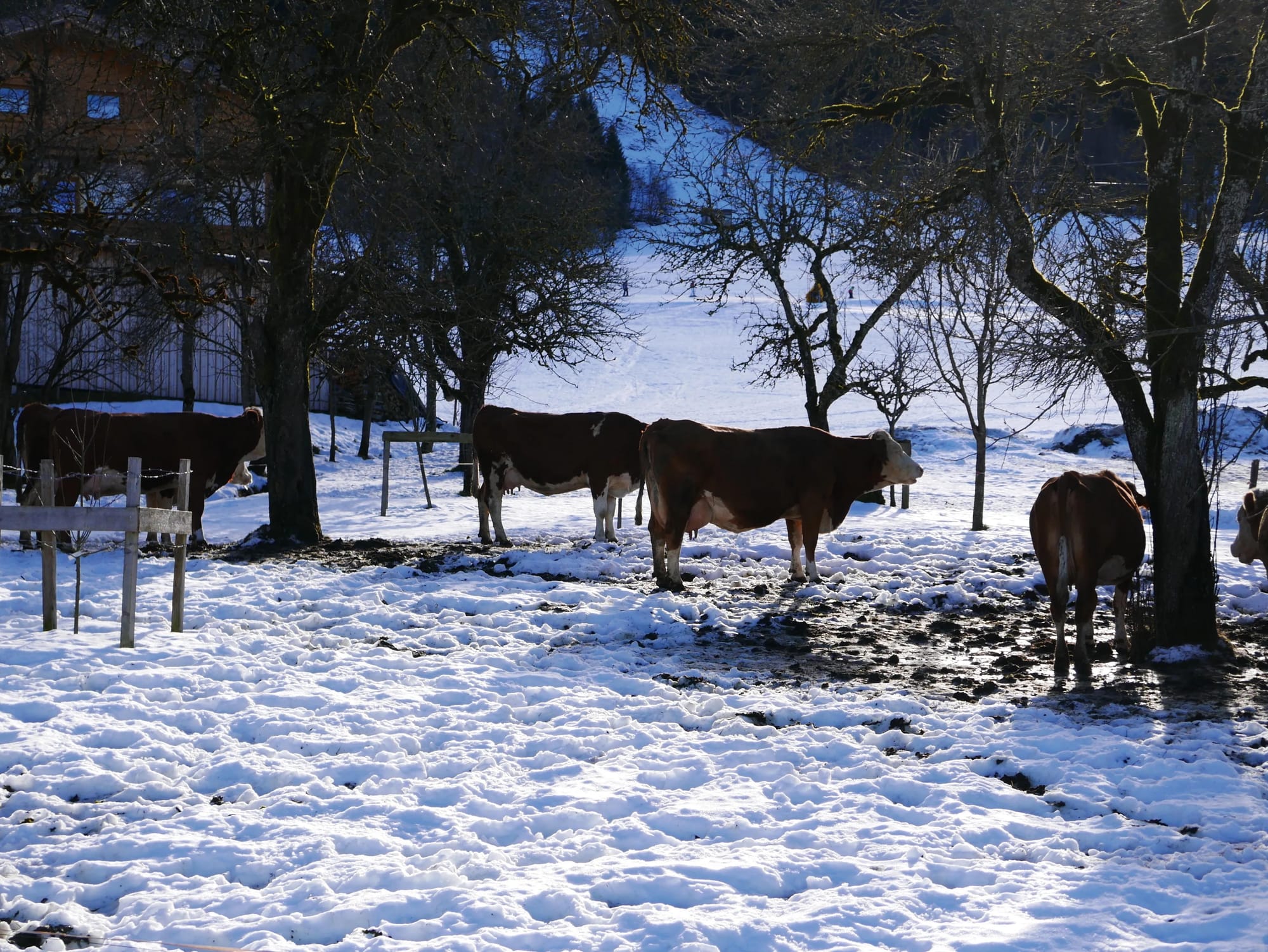 Photo by Author — cows in Niederau