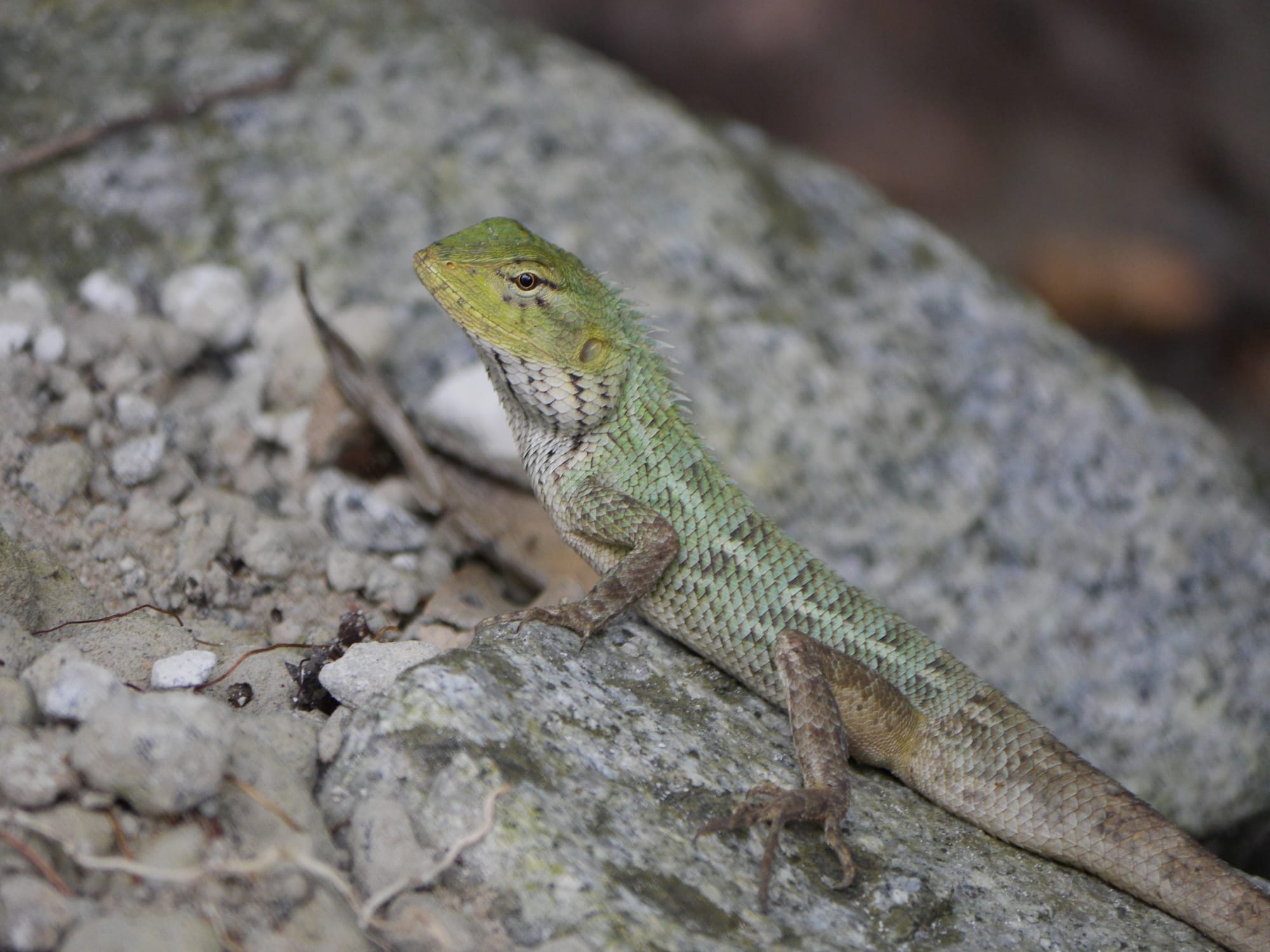 Photo by Author — lizard — Sungei Buloh Wetland Reserve, Singapore
