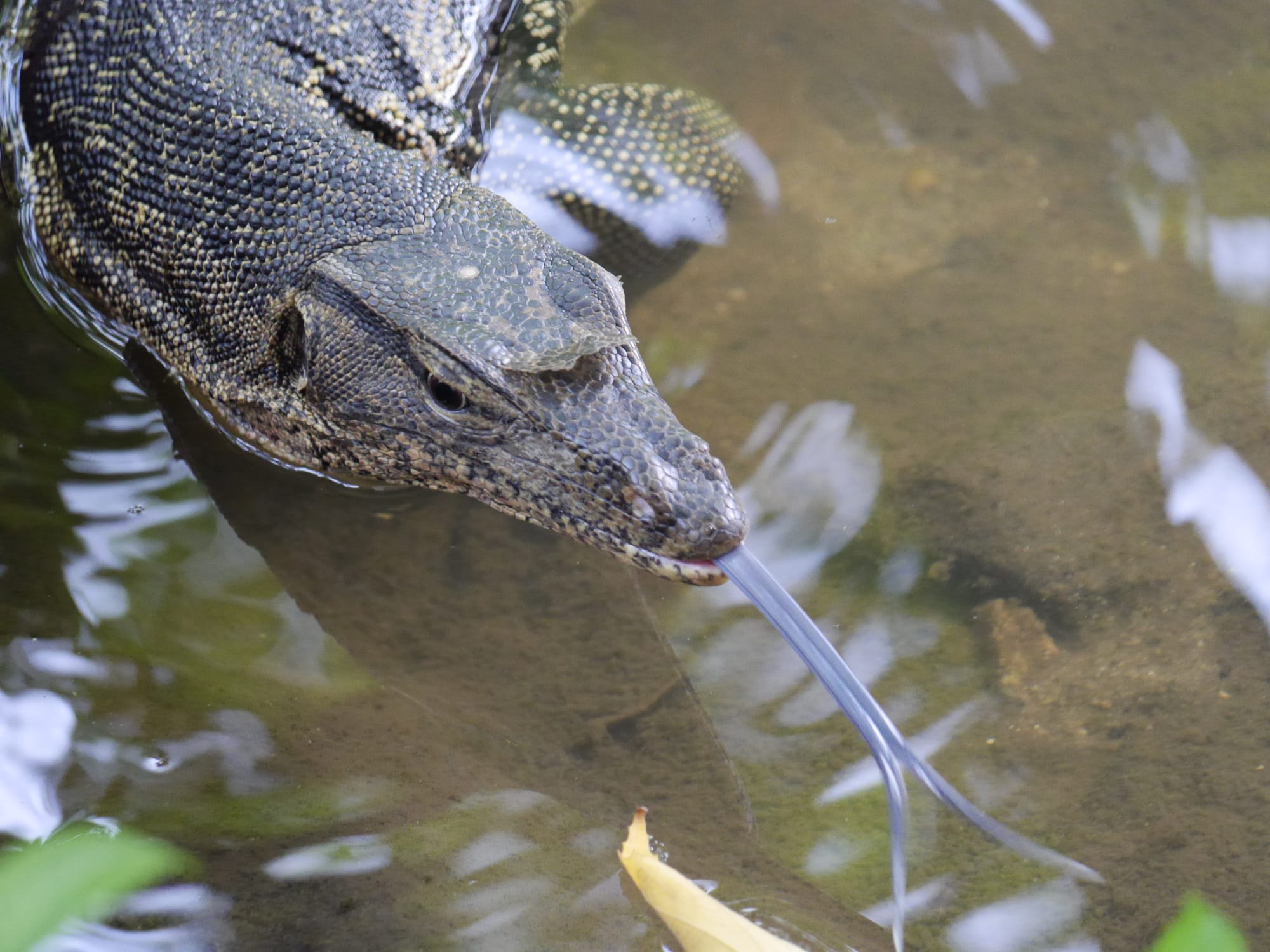 Photo by Author — monitor lizard — Sungei Buloh Wetland Reserve, Singapore