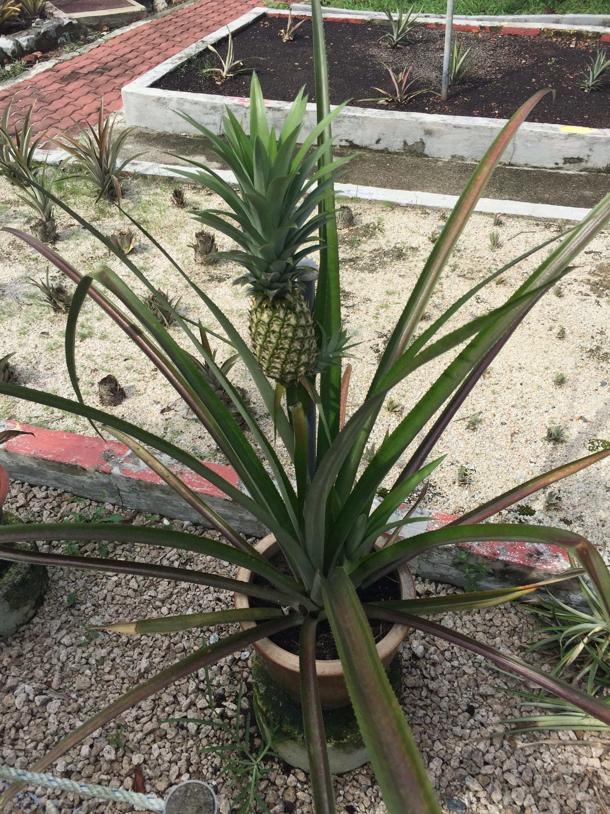 Photo by Author — pineapple garden — Muzium Nanas (Pineapple Museum), Johor, Malaysia