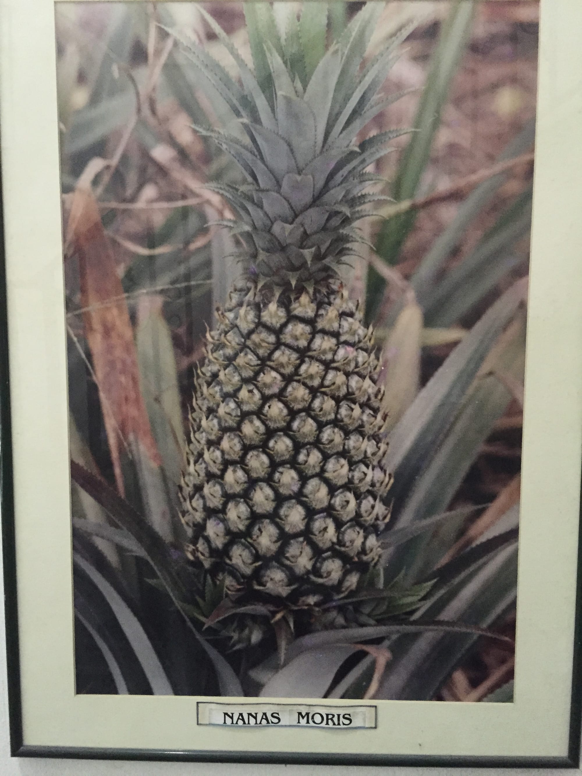 Photo by Author — pineapple Moris — Muzium Nanas (Pineapple Museum), Johor, Malaysia