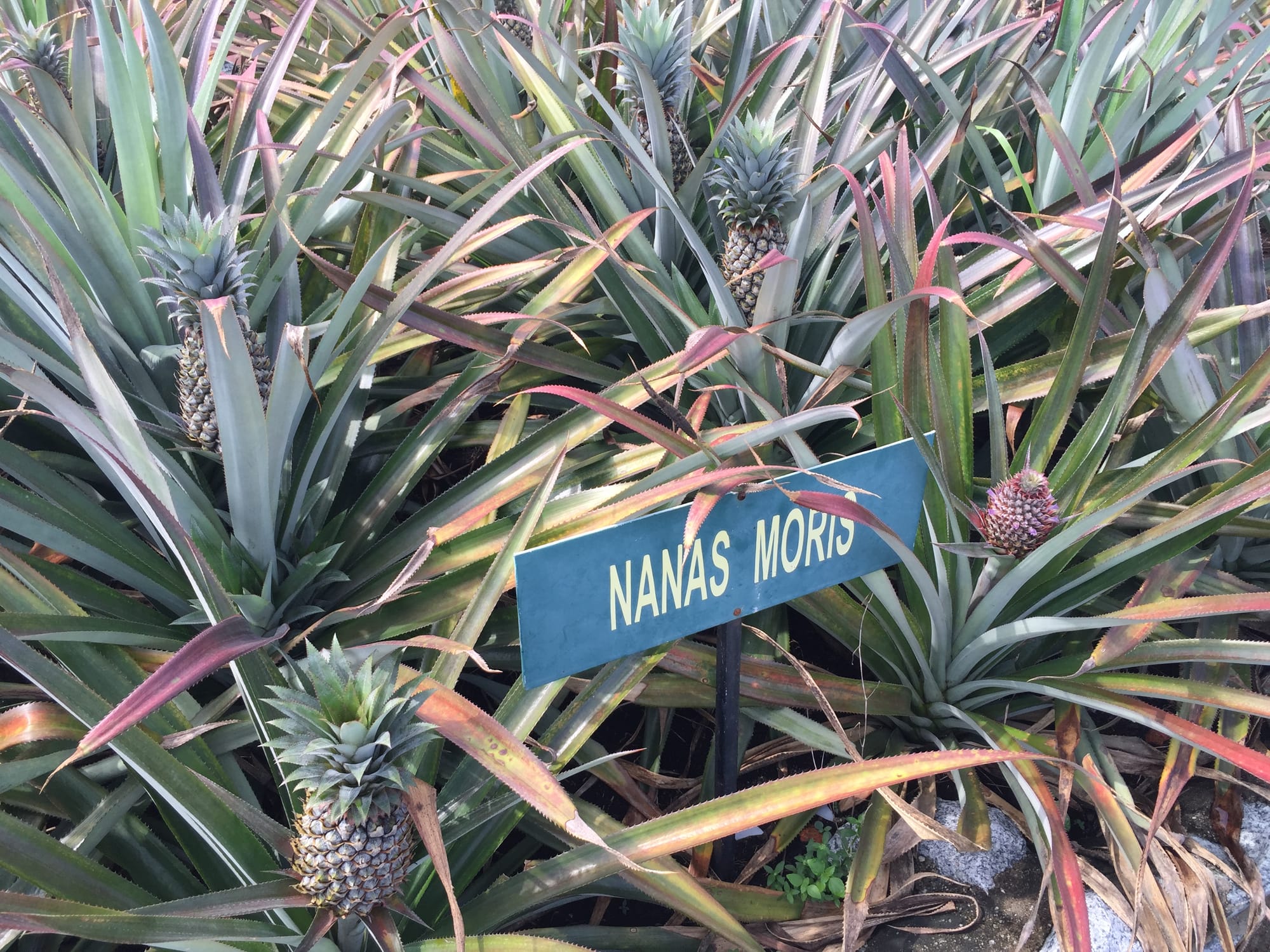Photo by Author — pineapple garden — Muzium Nanas (Pineapple Museum), Johor, Malaysia