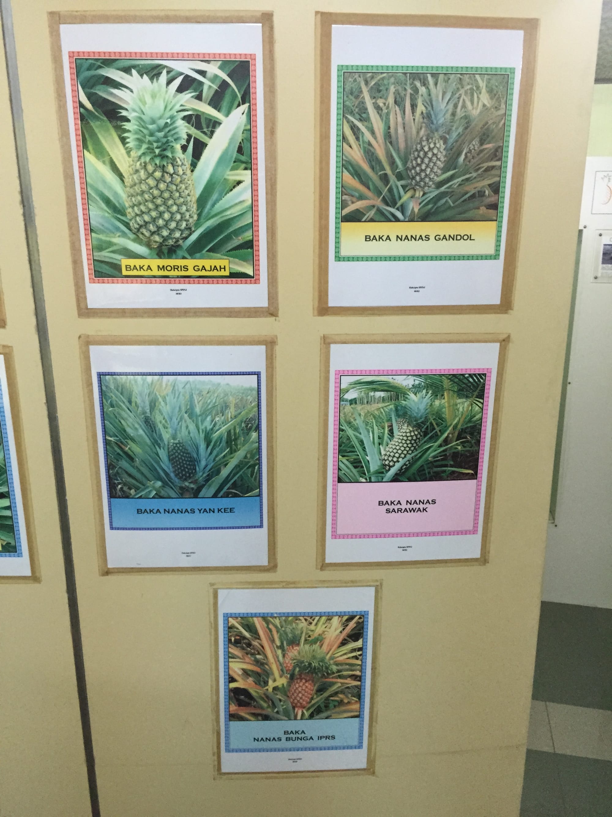 Photo by Author — different varieties of pineapple — Muzium Nanas (Pineapple Museum), Johor, Malaysia