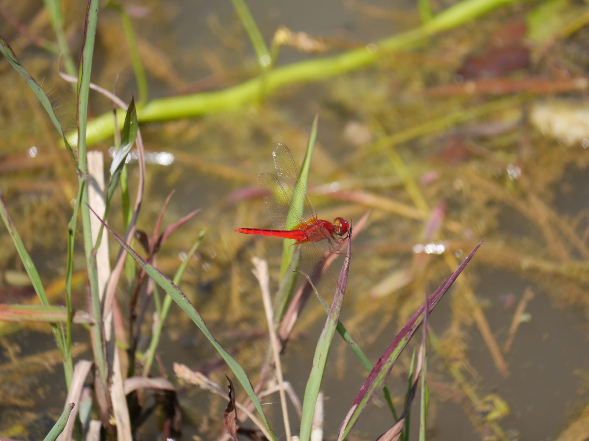 Photo by Author — red dragon fly