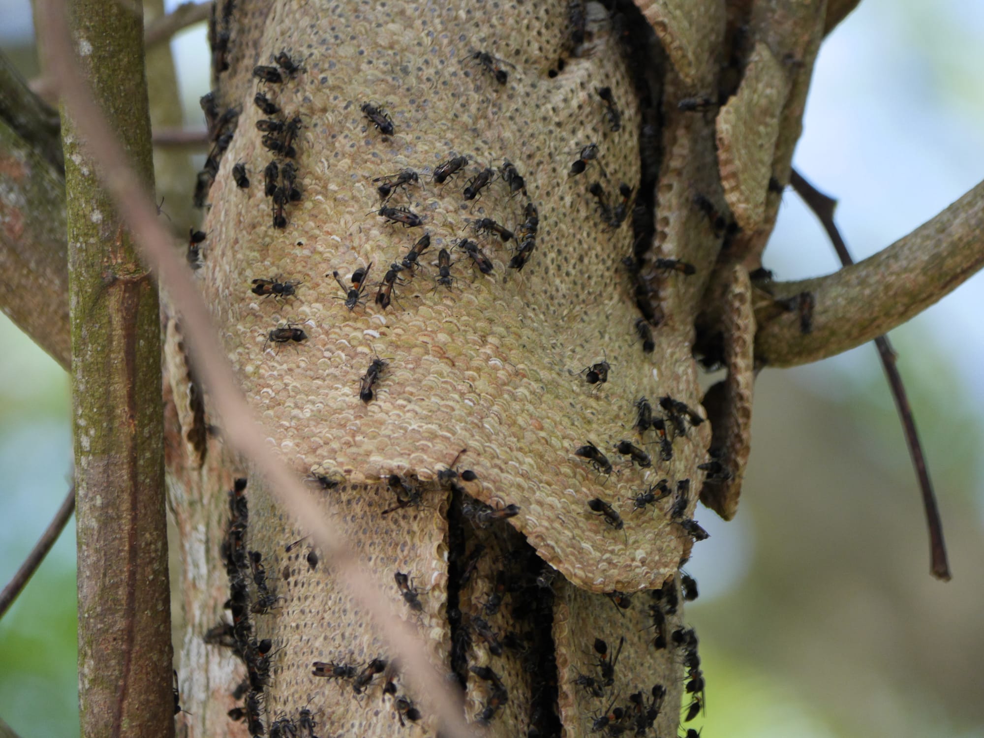 Photo by Author — Stingless bees (Trigona spp) nest