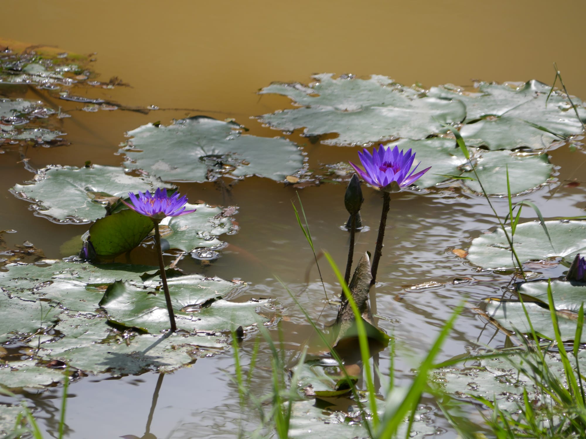 Photo by Author — water flowers