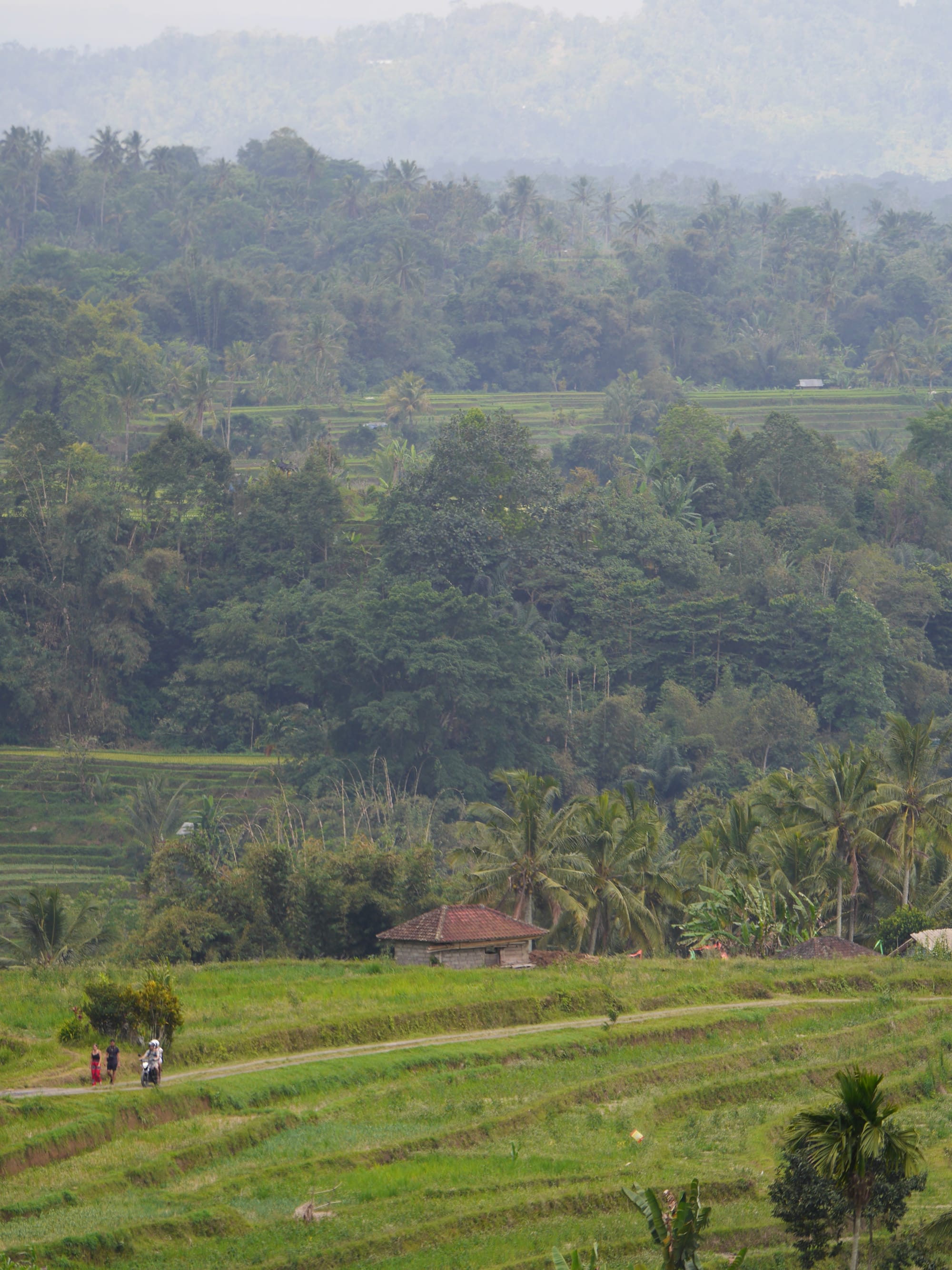 Photo by Author — rice fields of Warung Dhea Jatiluwih, Bali, Indonesia