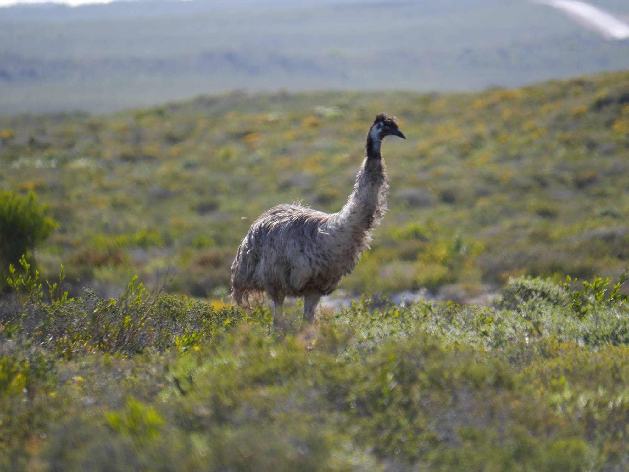 Photo by Author — Emu (Dromaius novaehollandiae)