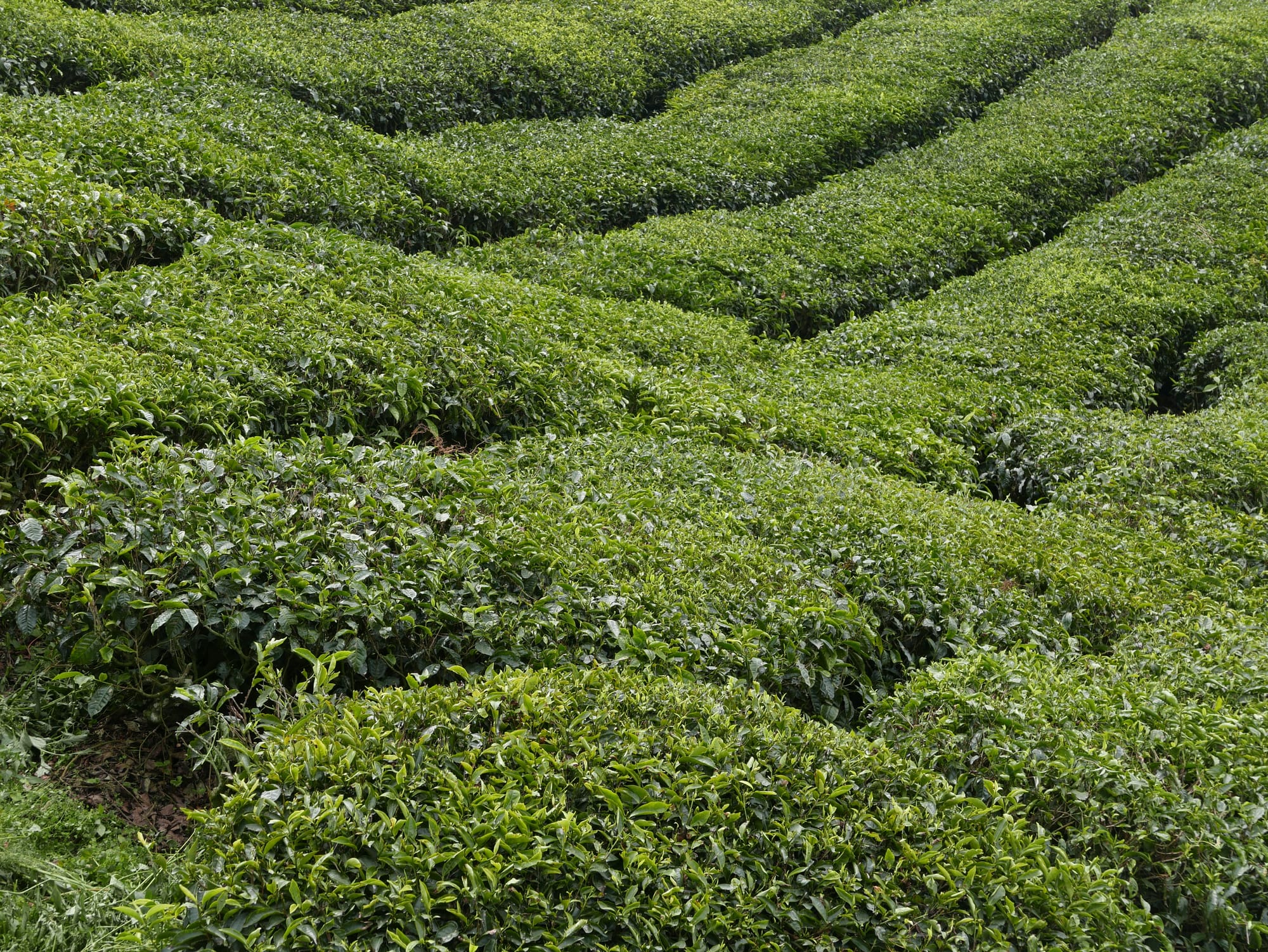 Photo by Author — tea plants — BOH Sungei Palas Tea Centre, Cameron Highlands, Malaysia