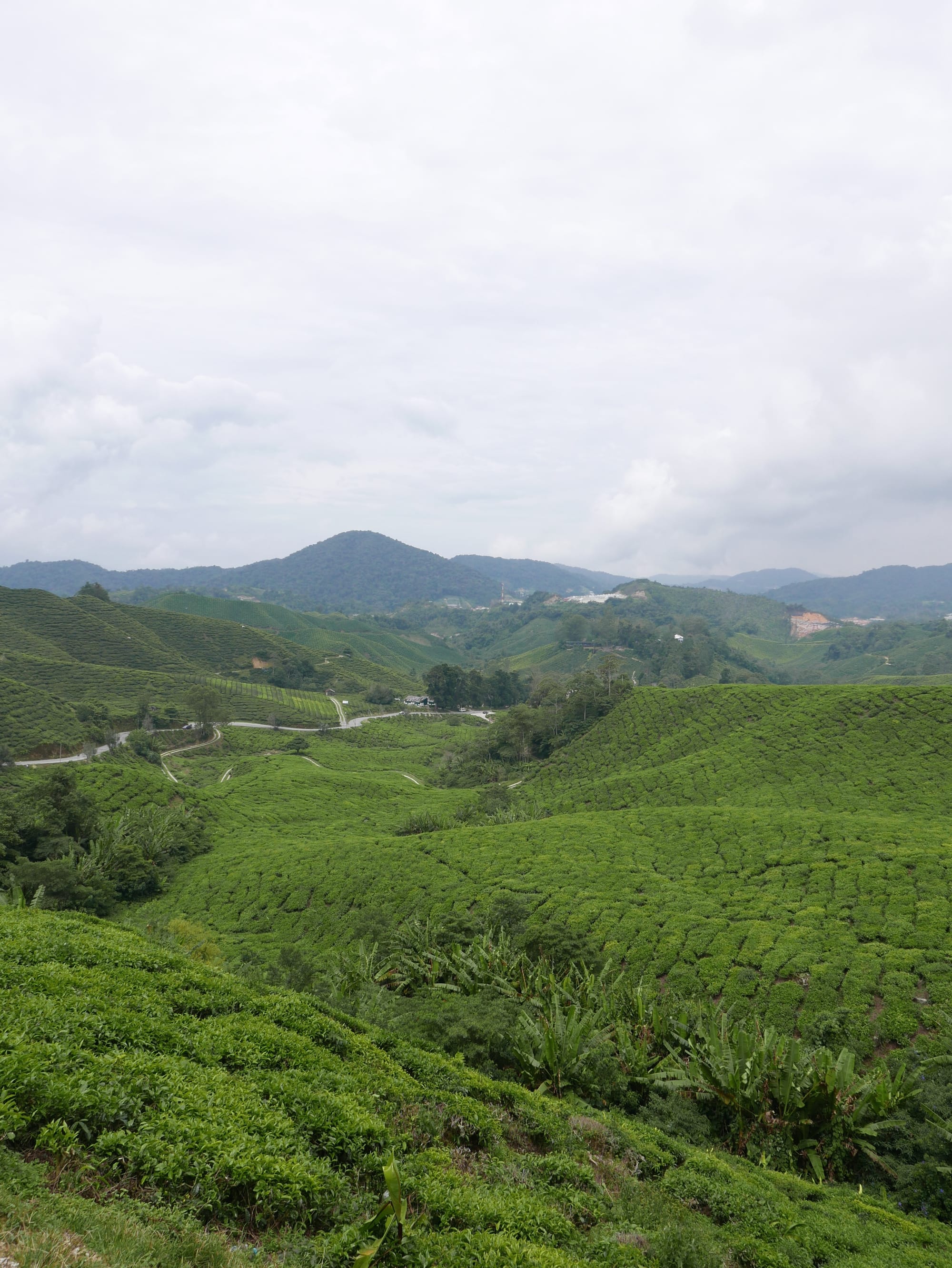 Photo by Author — tea plantation — BOH Sungei Palas Tea Centre, Cameron Highlands, Malaysia
