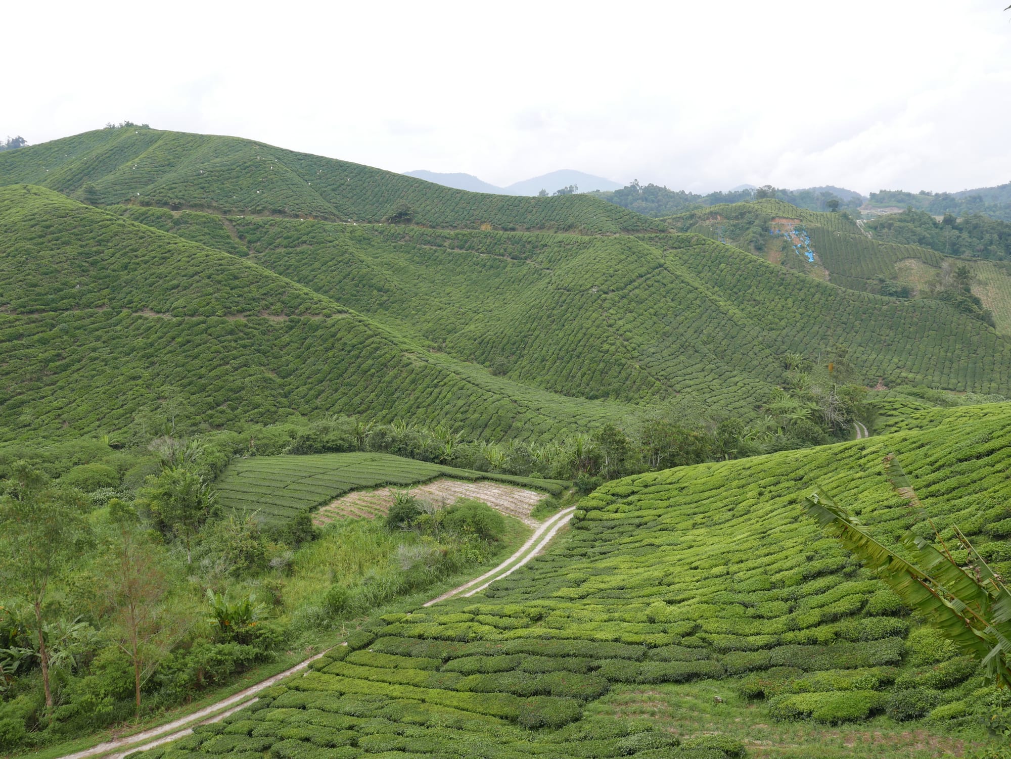 Photo by Author — tea plantation — BOH Sungei Palas Tea Centre, Cameron Highlands, Malaysia