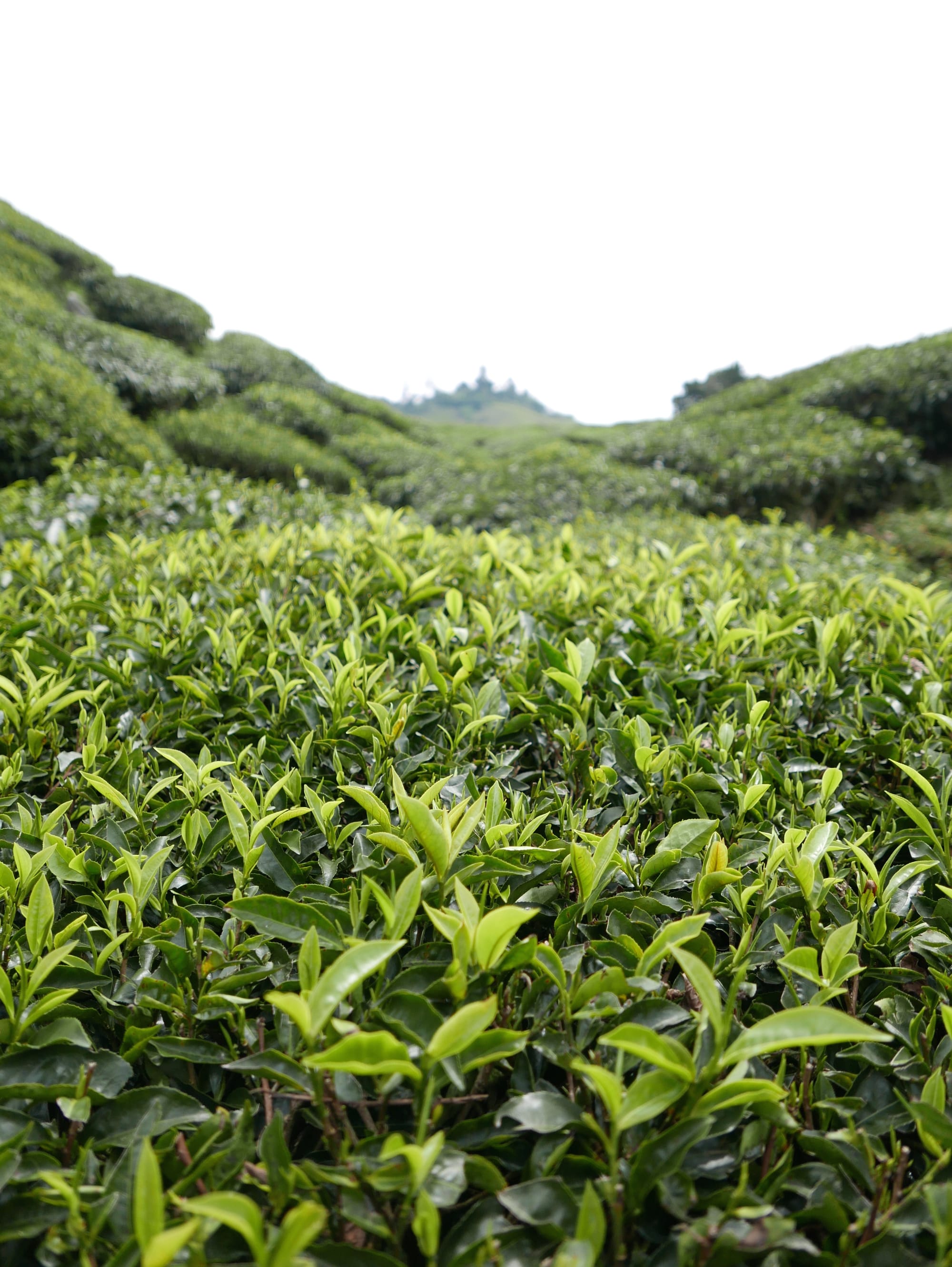 Photo by Author — tea plant — BOH Sungei Palas Tea Centre, Cameron Highlands, Malaysia