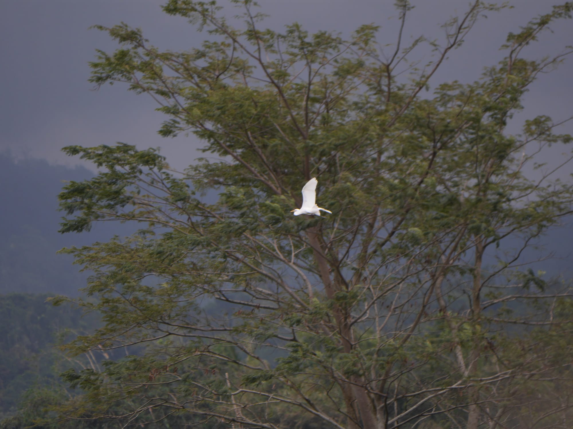 Photo by Author — Warung Dhea Jatiluwih, Bali, Indonesia