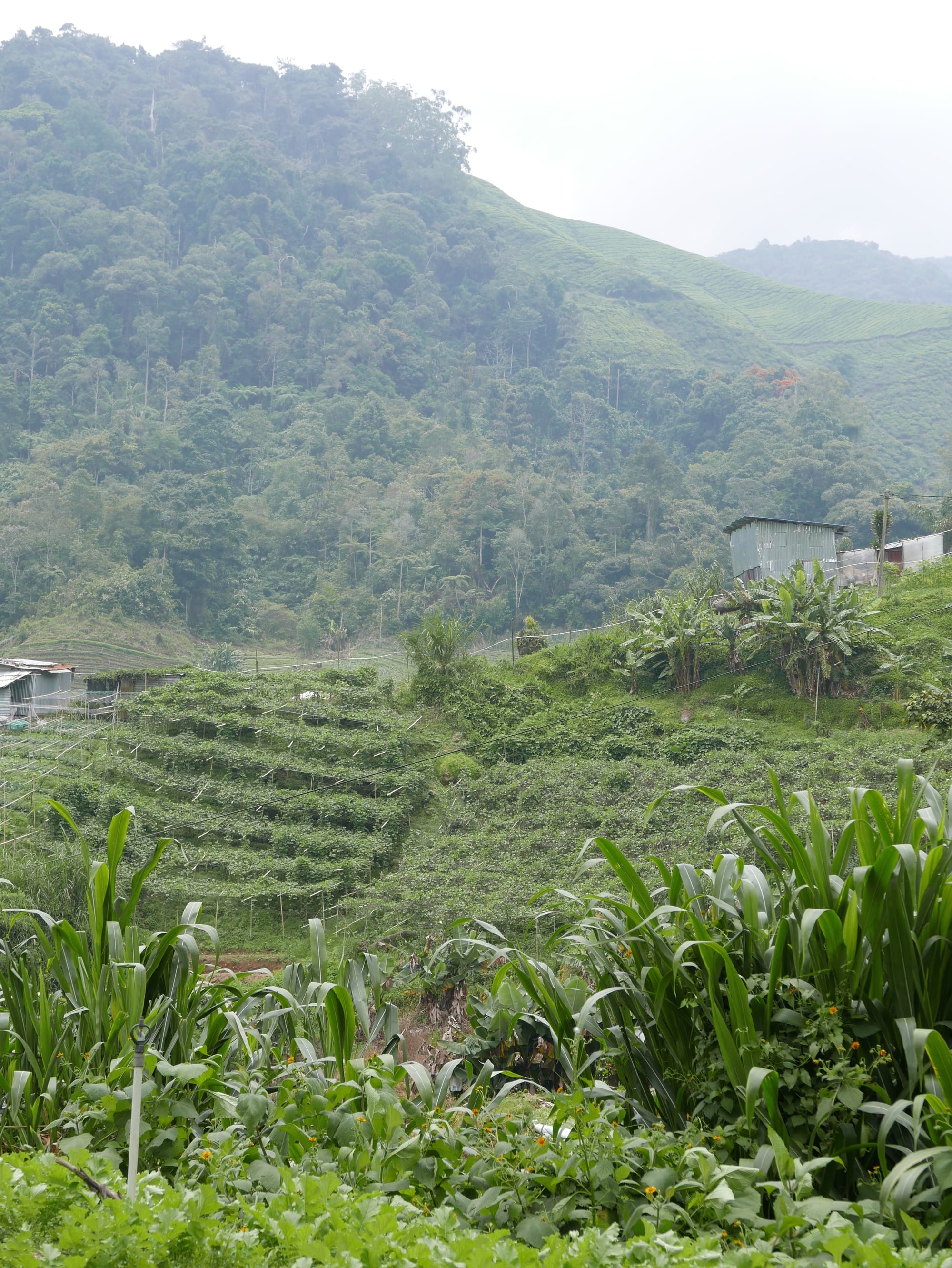 Photo by Author — the drive up to the BOH Tea Plantations, Cameron Highlands, Malaysia
