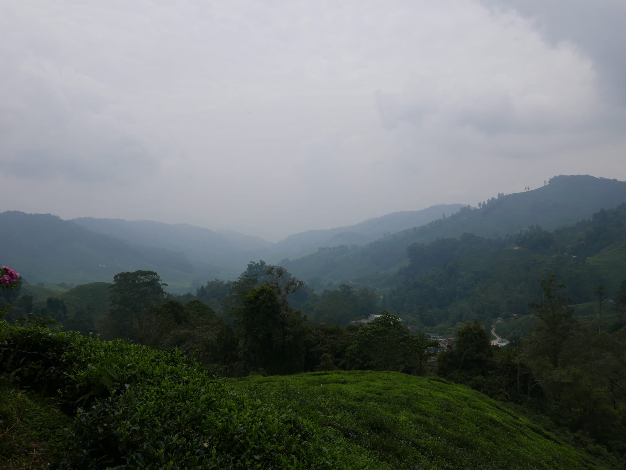 Photo by Author — BOH Tea Plantations, Cameron Highlands, Malaysia