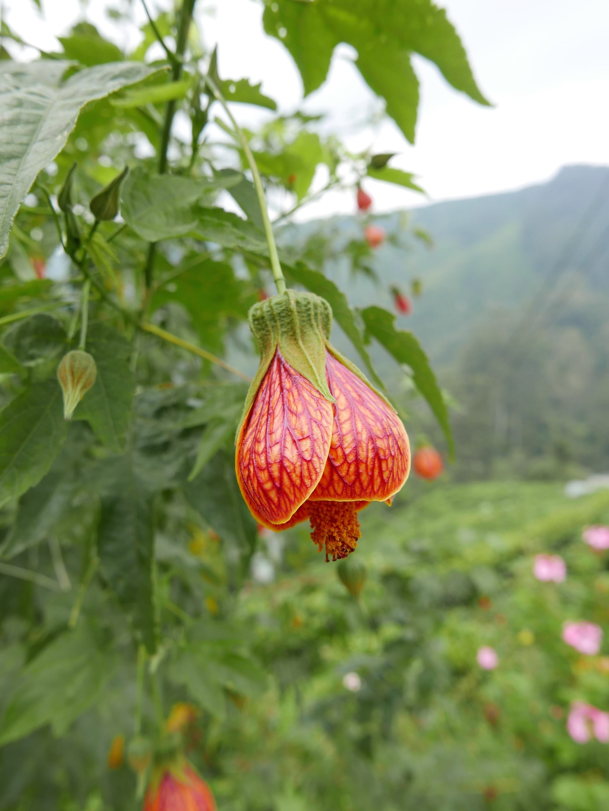Photo by Author — a flower at the BOH Tea Plantations, Cameron Highlands, Malaysia