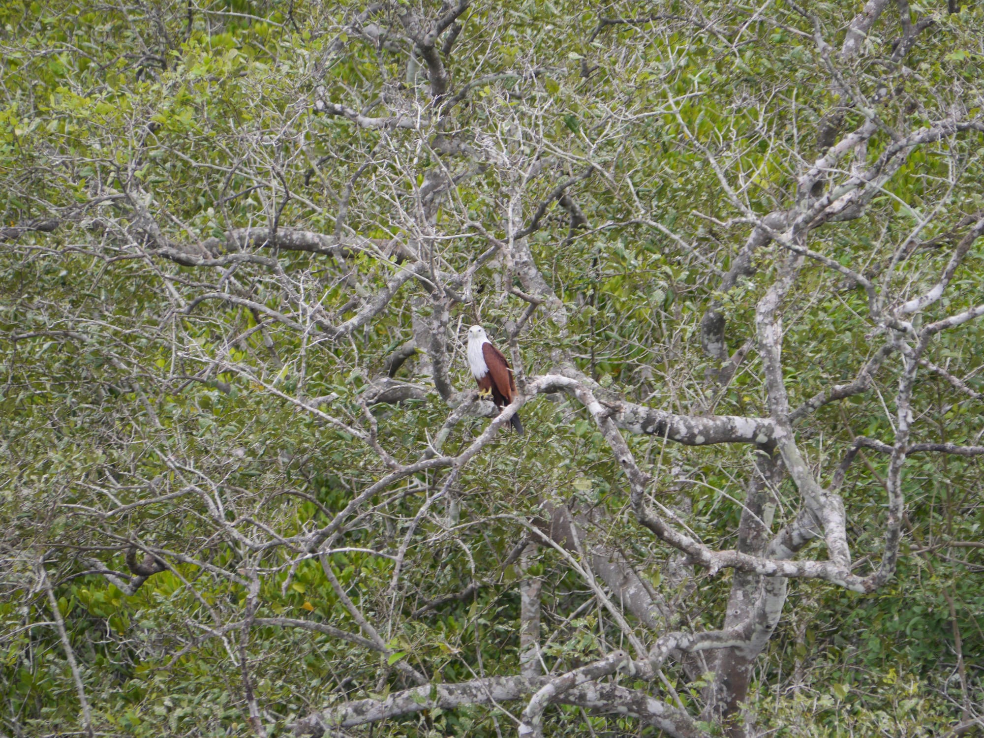 Photo by Author — Brahminy Kite (Haliastur indus) in a tree — Tg Rhu Mangrove Tour, Langkawi, Malaysia