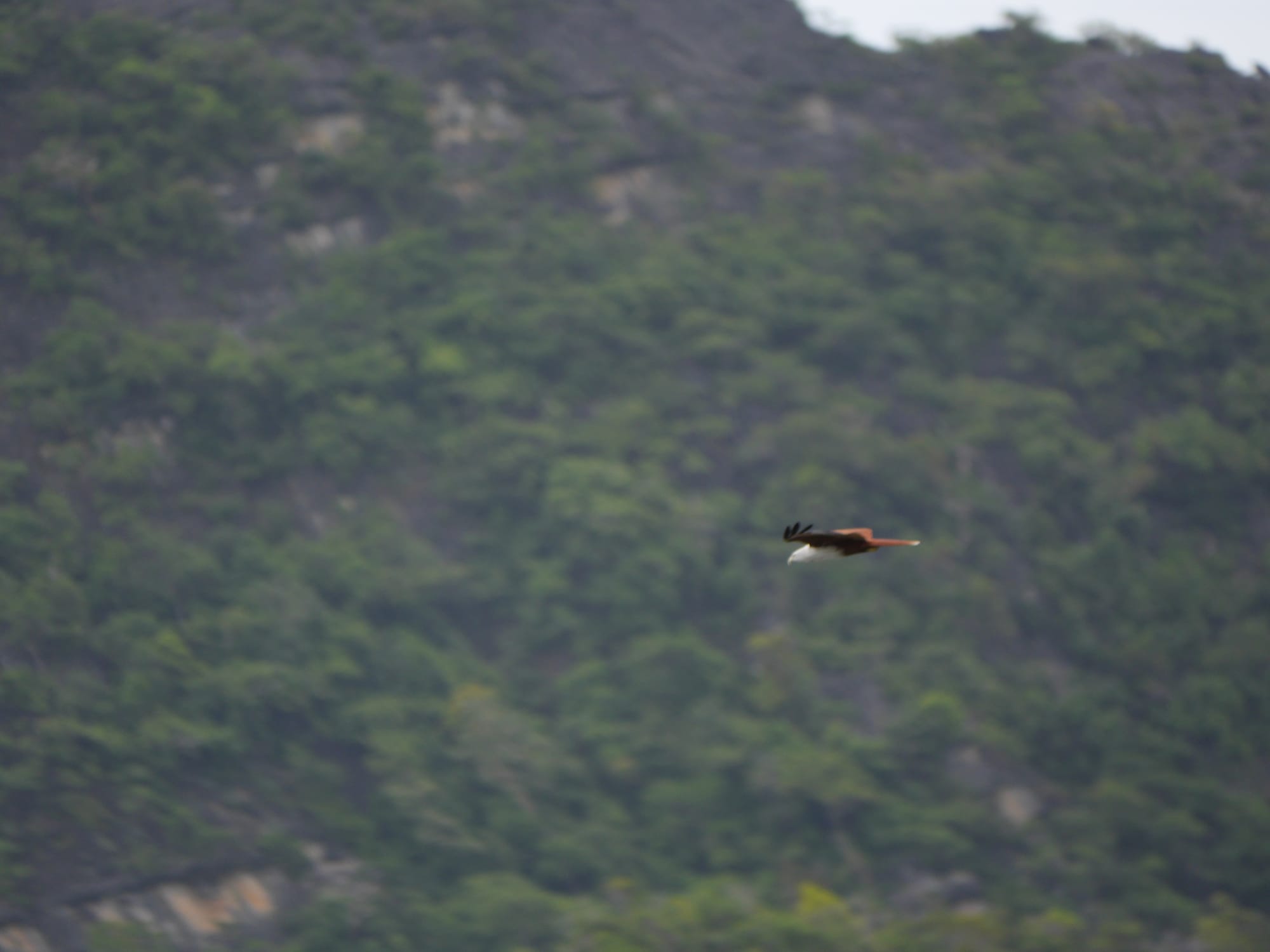 Photo by Author — Brahminy Kite in flight — Tg Rhu Mangrove Tour, Langkawi, Malaysia